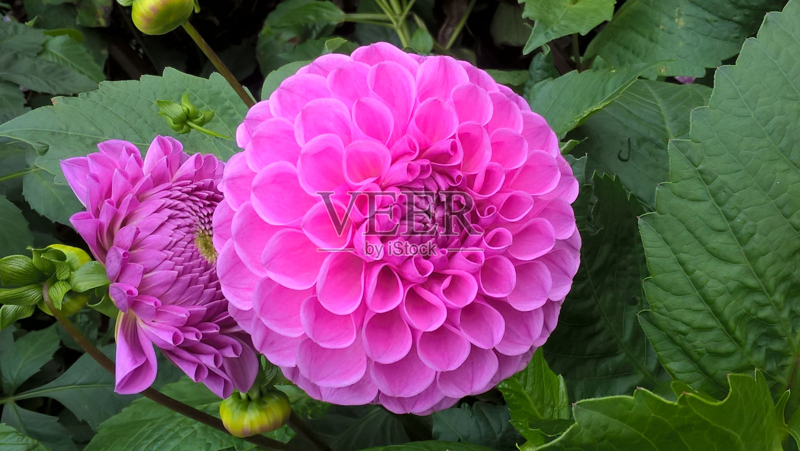 在英国苏格兰格拉斯哥的一个公园里，一朵美丽的粉红色大丽花的特写照片照片摄影图片