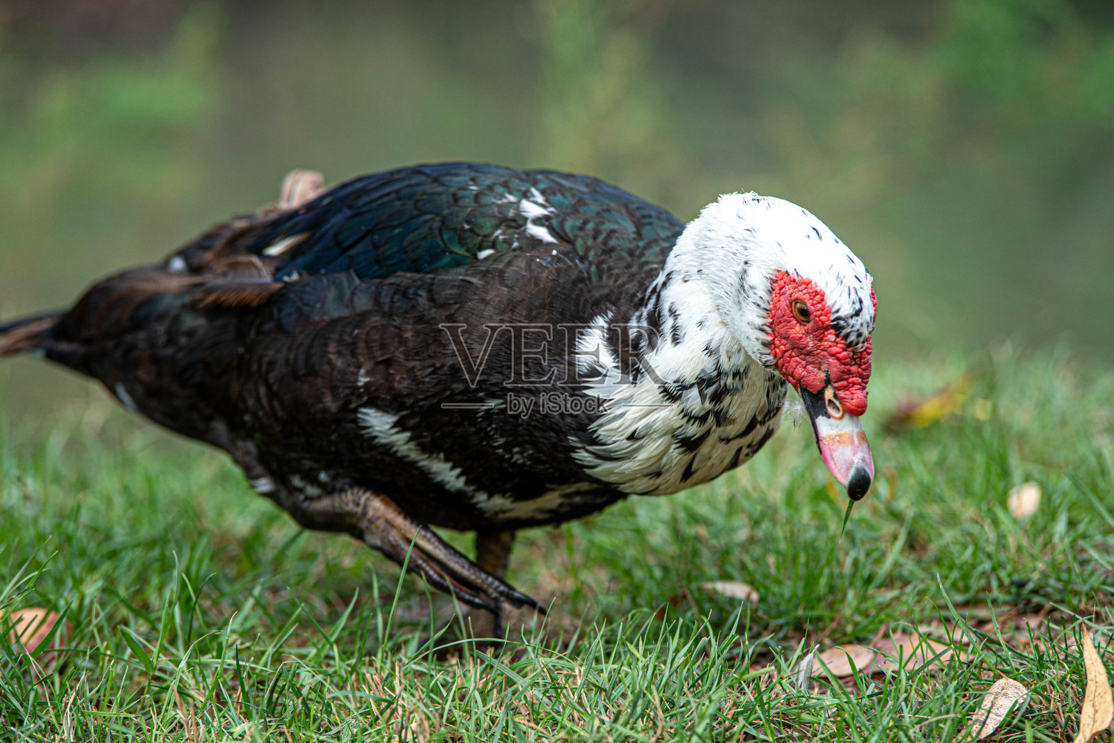 野生动物照片摄影图片