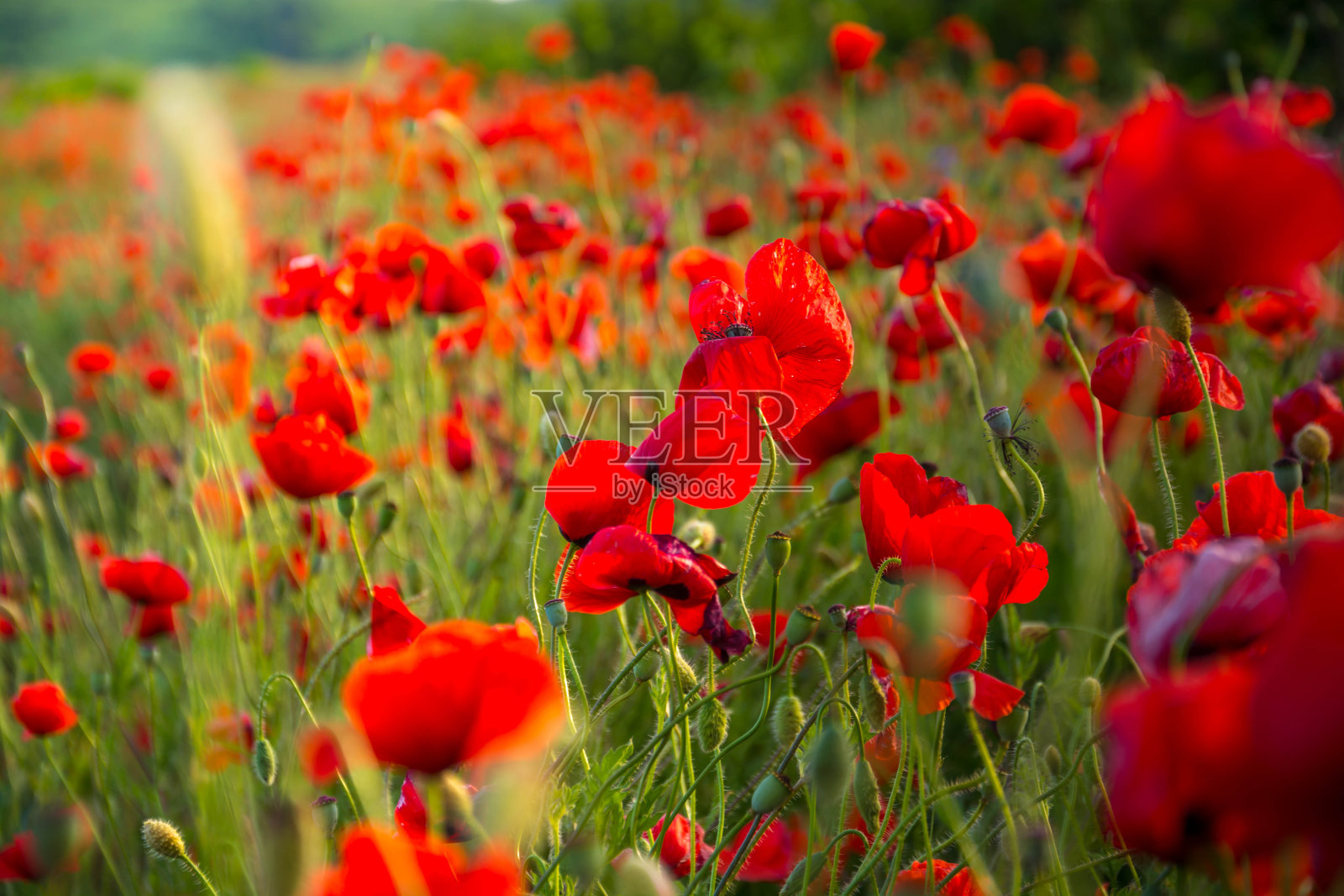 2222222222照片摄影图片