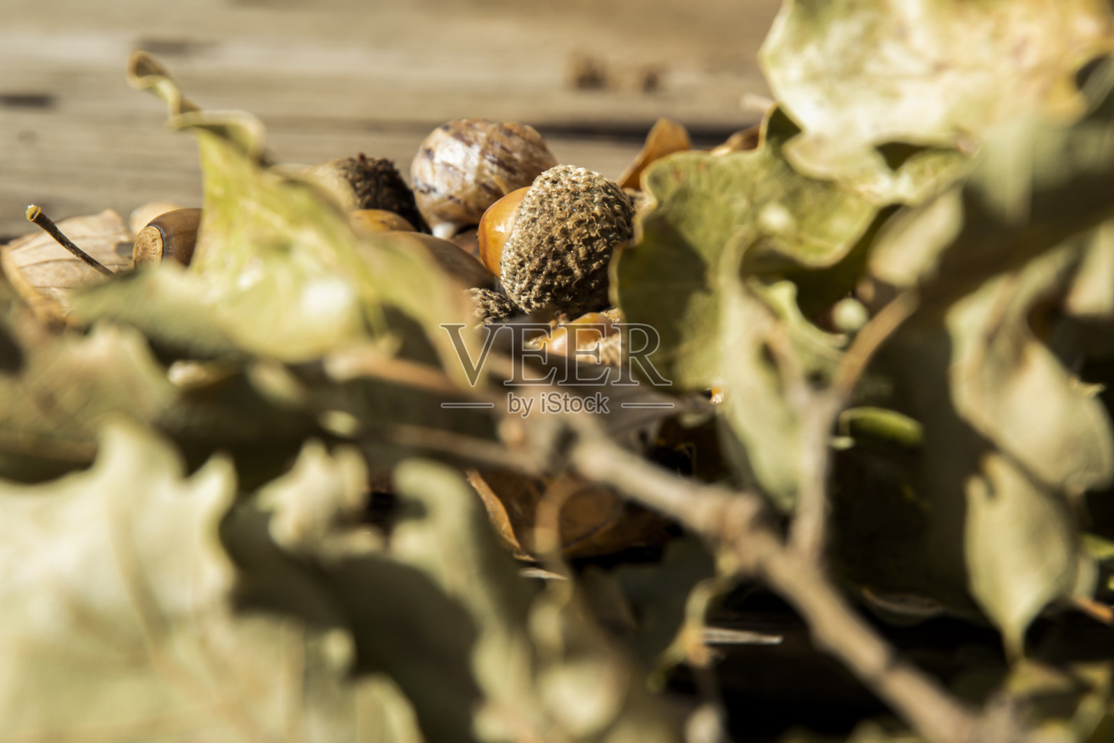 秋天的水果照片摄影图片