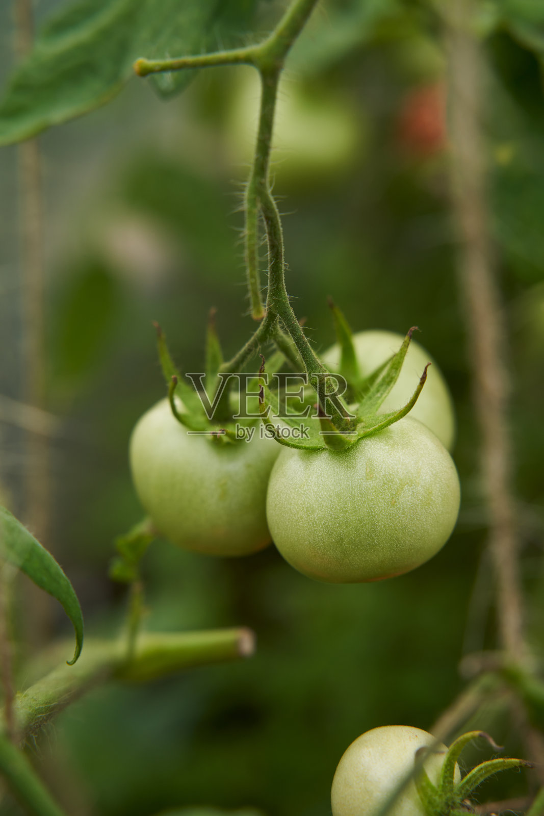 温室里树枝上的绿番茄。新鲜蜡质，营养健康适当。照片摄影图片