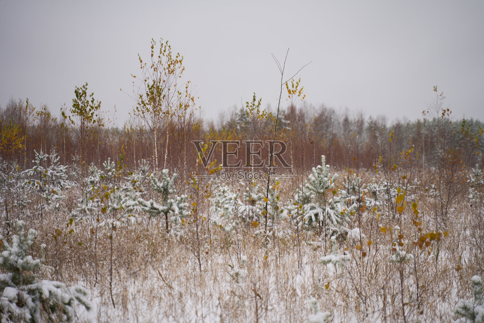 片片雪花飘落在冬日的风景中。照片摄影图片