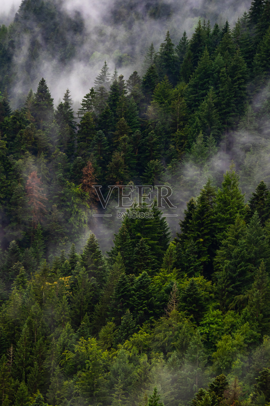 德国黑森林鸟瞰图照片摄影图片