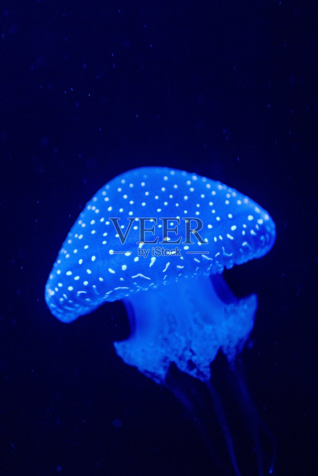 葡萄牙的水母照片摄影图片