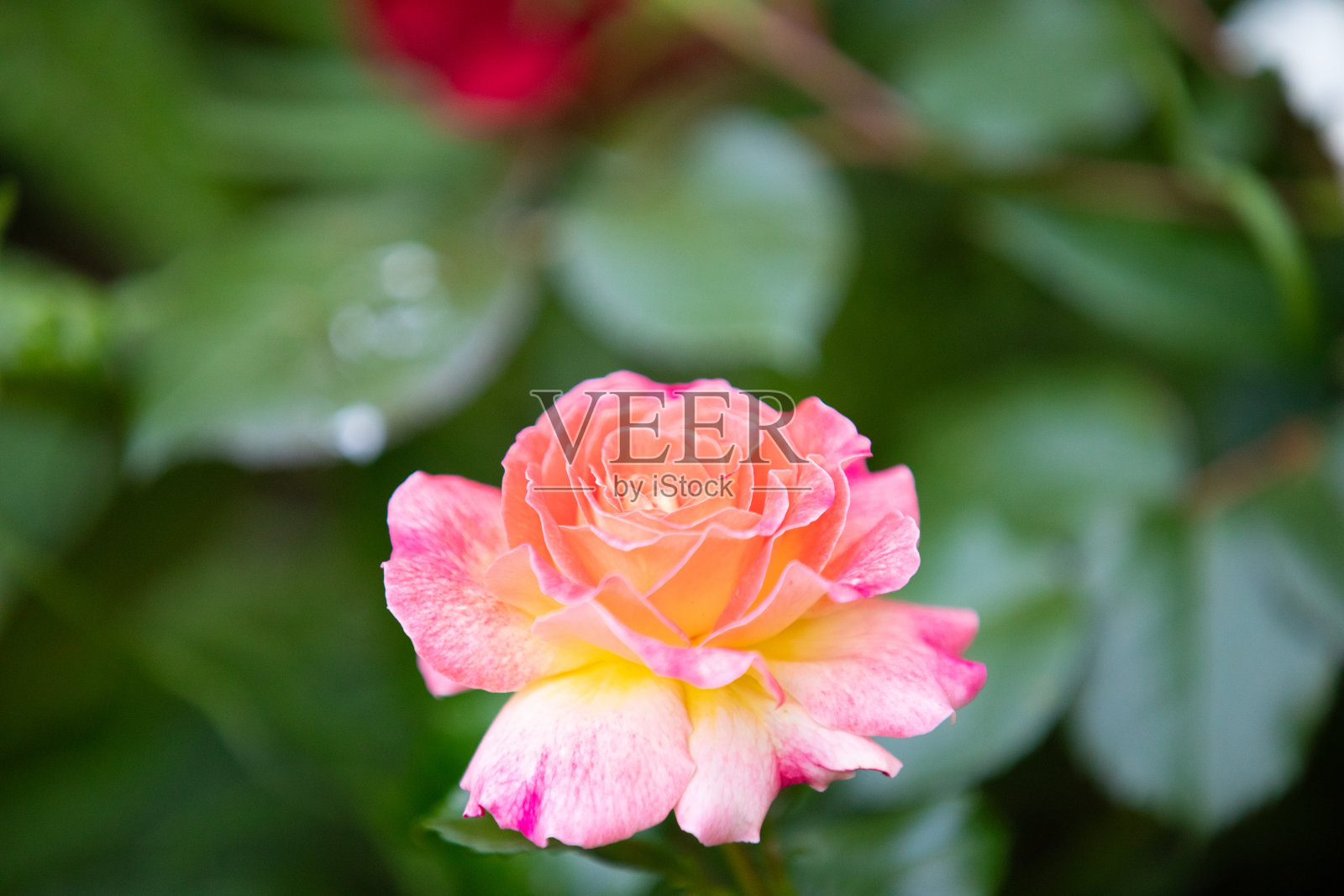 混合的彩色花朵背景照片摄影图片