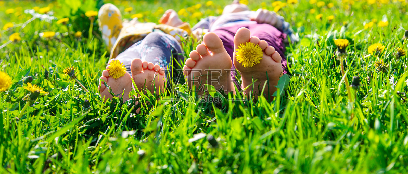孩子的脚踩在春天蒲公英花园的草地上。有选择性的重点。照片摄影图片