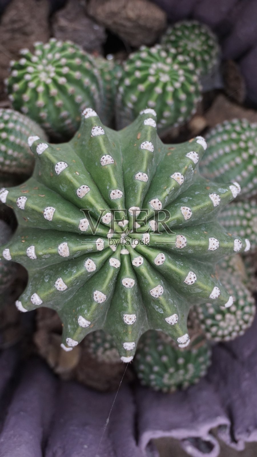 仙人掌和龙舌兰照片摄影图片