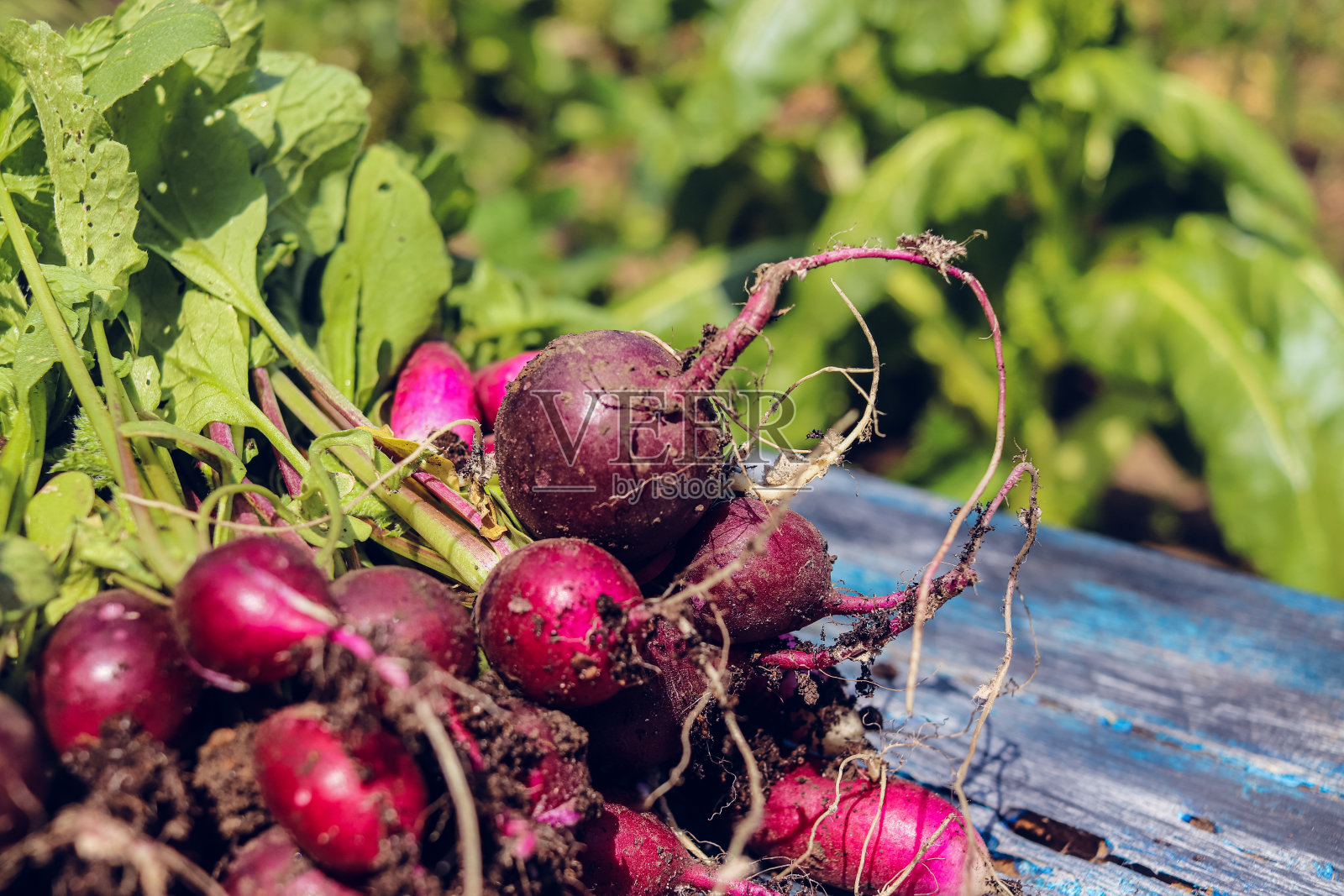 不同深浅的新鲜萝卜有机特写照片摄影图片