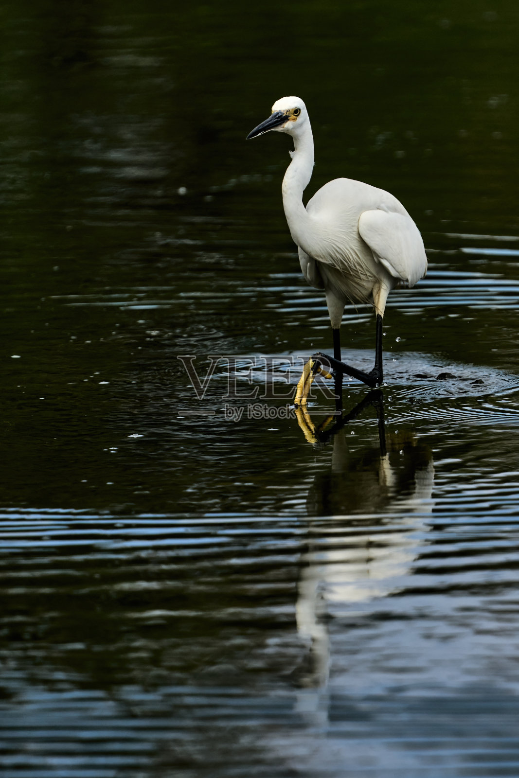 一只黄脚小白鹭在荡漾的水中徘徊照片摄影图片