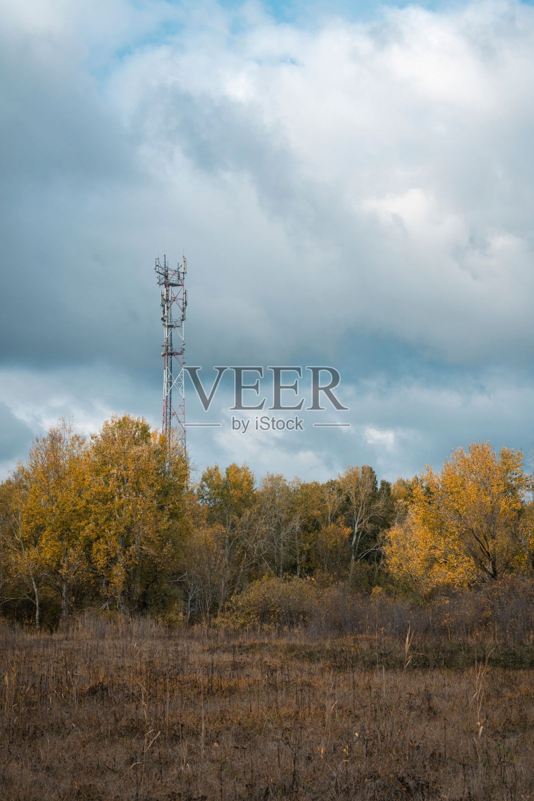 一座金属无线电塔耸立在秋天的黄树之上。蓝色的天空。秋天的风景照片摄影图片