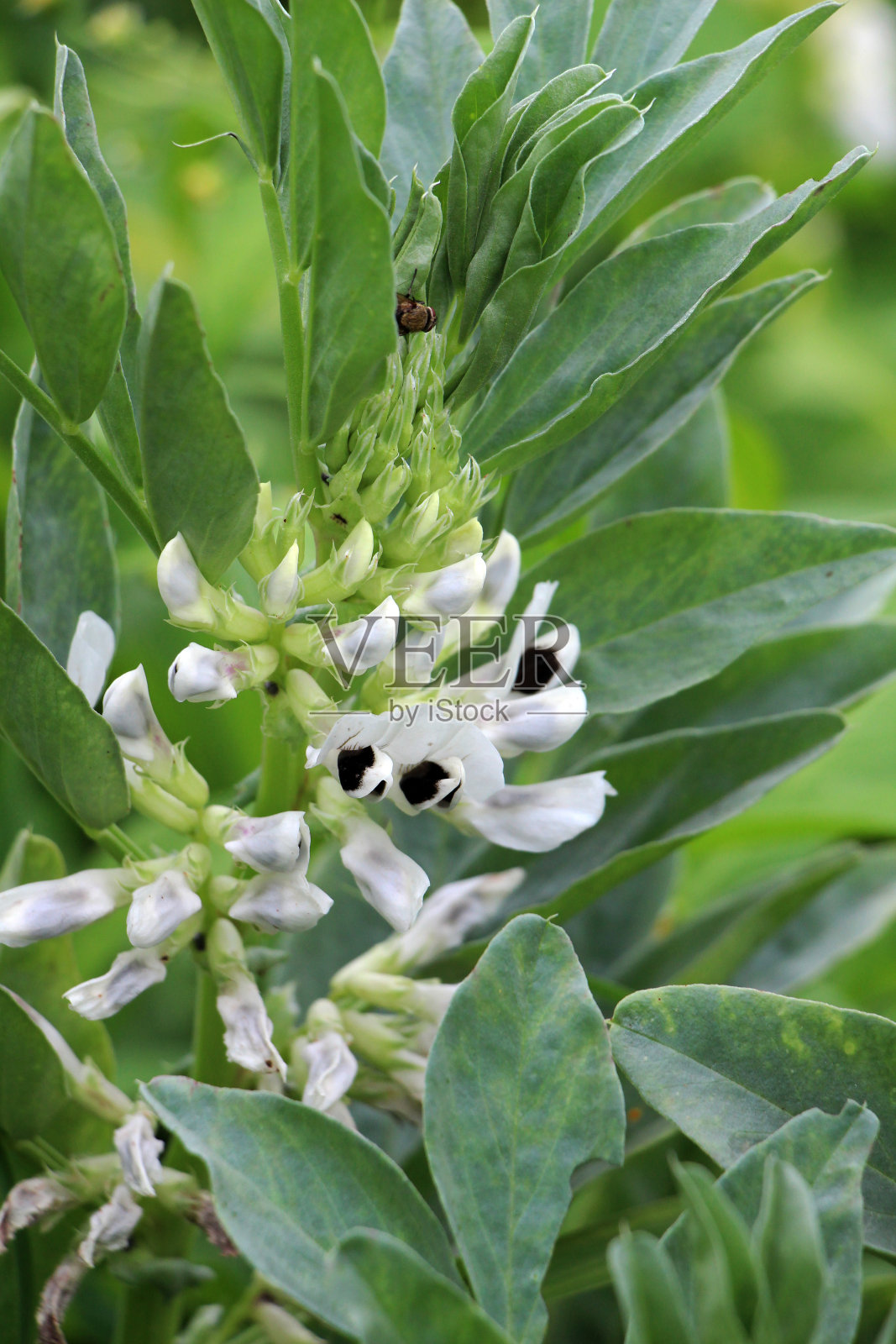 田地里盛开着马豆(蚕豆)。照片摄影图片