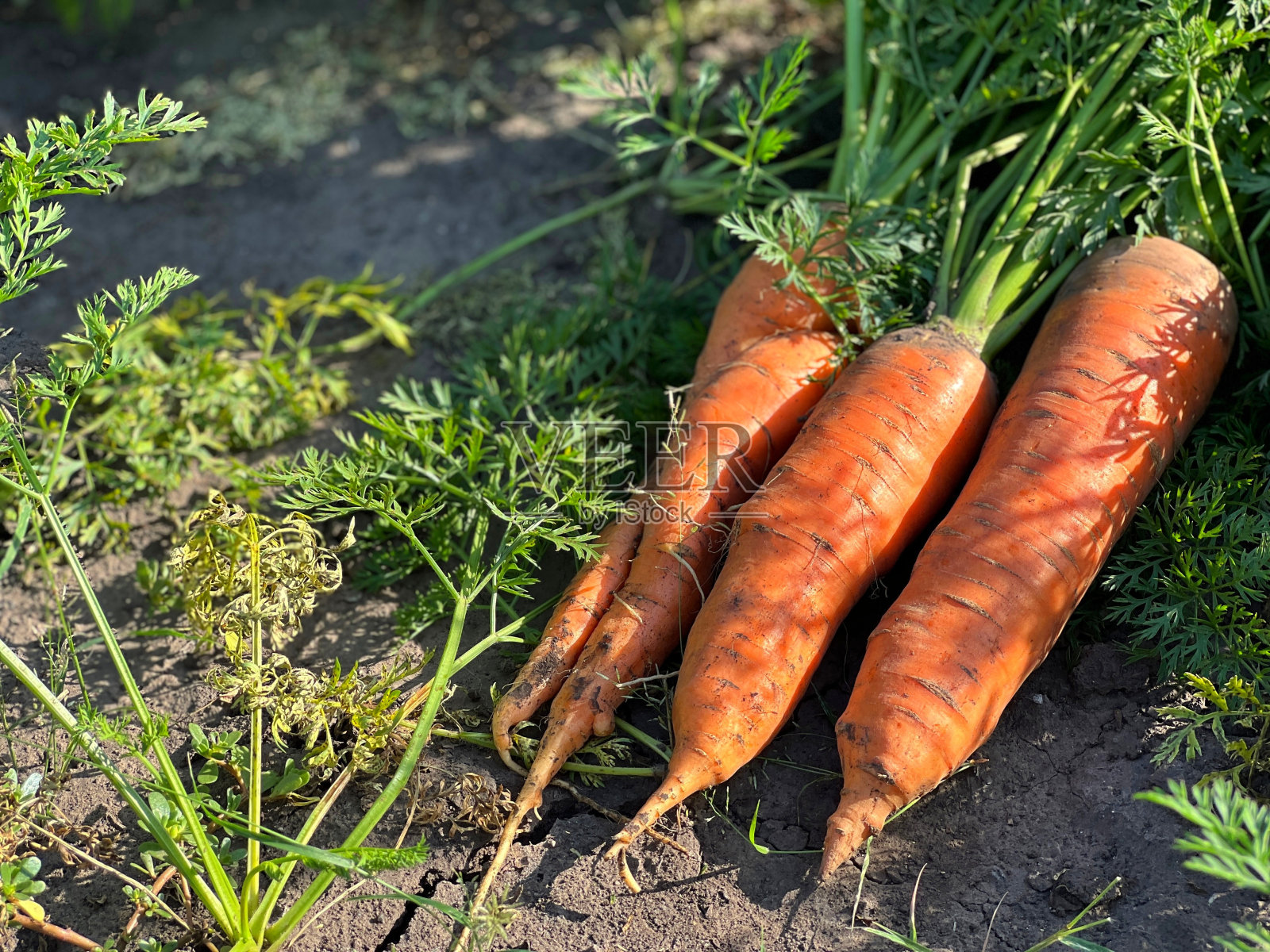 地上有一堆胡萝卜。照片摄影图片