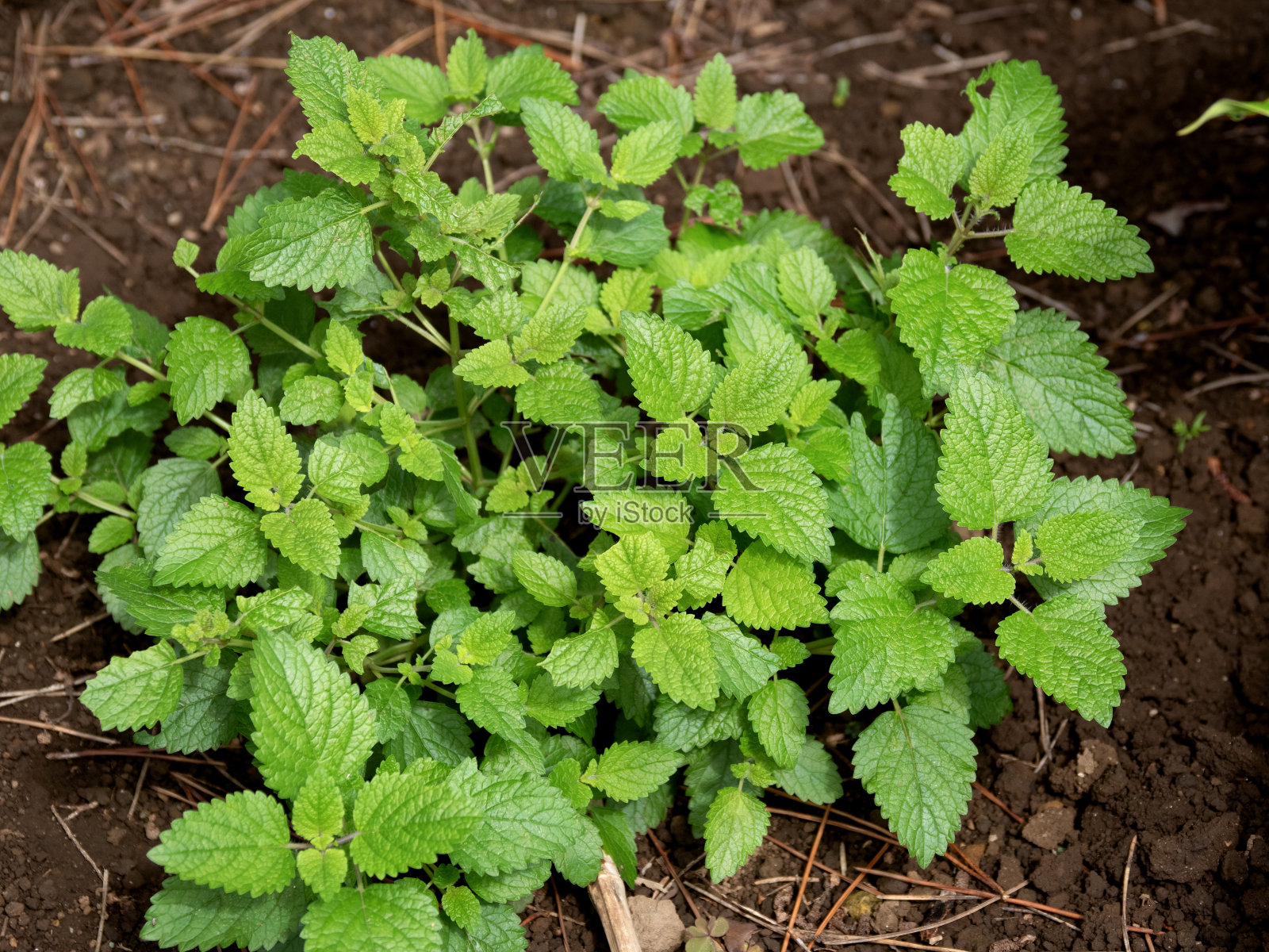 德国洋甘菊照片摄影图片