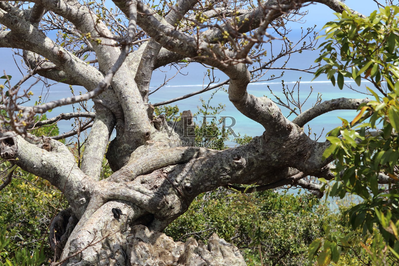 珊瑚树照片摄影图片