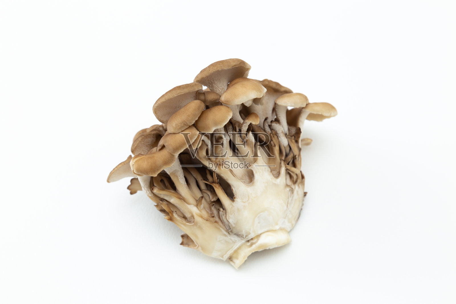 白色背景上的舞茸照片摄影图片