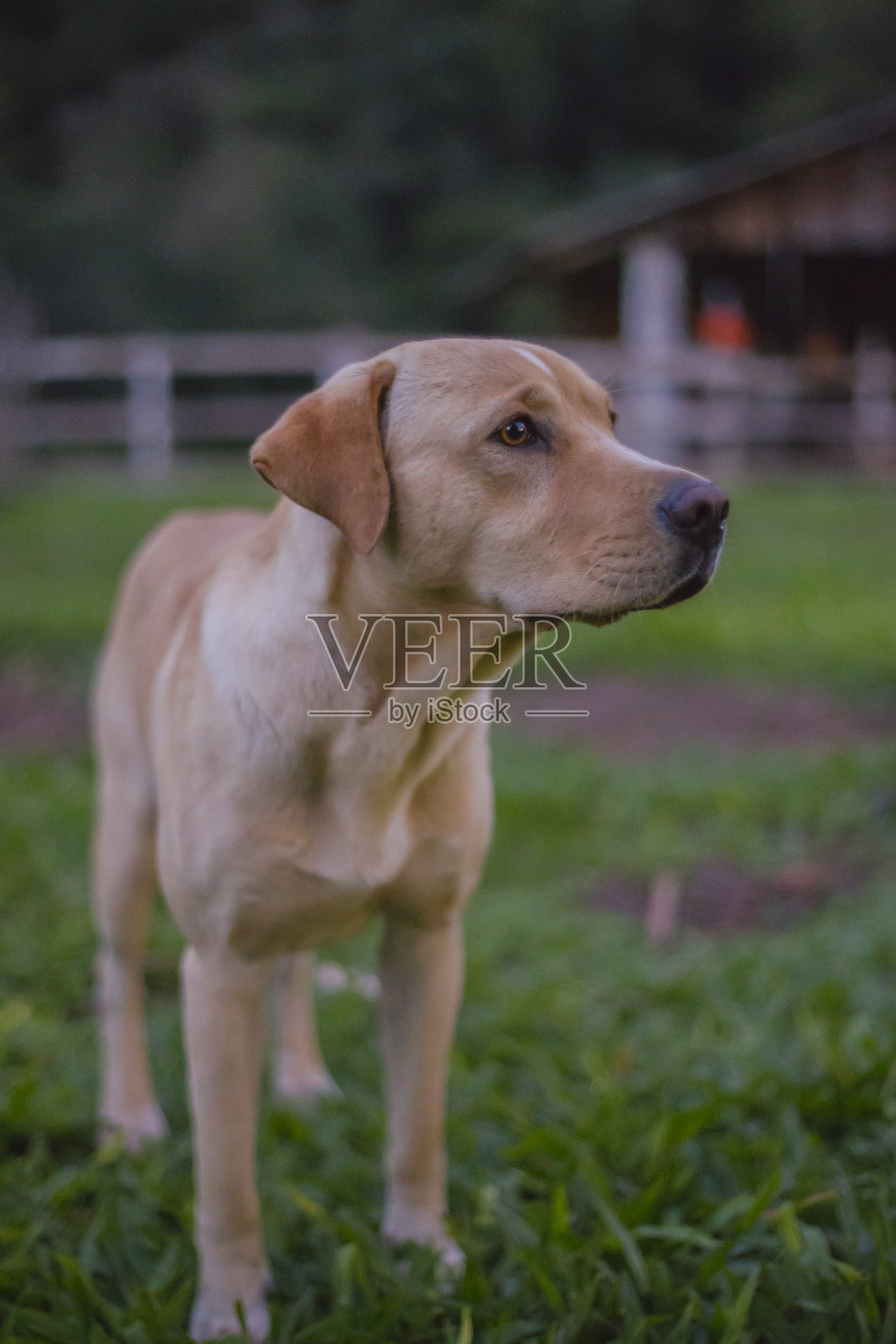 一只漂亮的狗看起来很严肃照片摄影图片