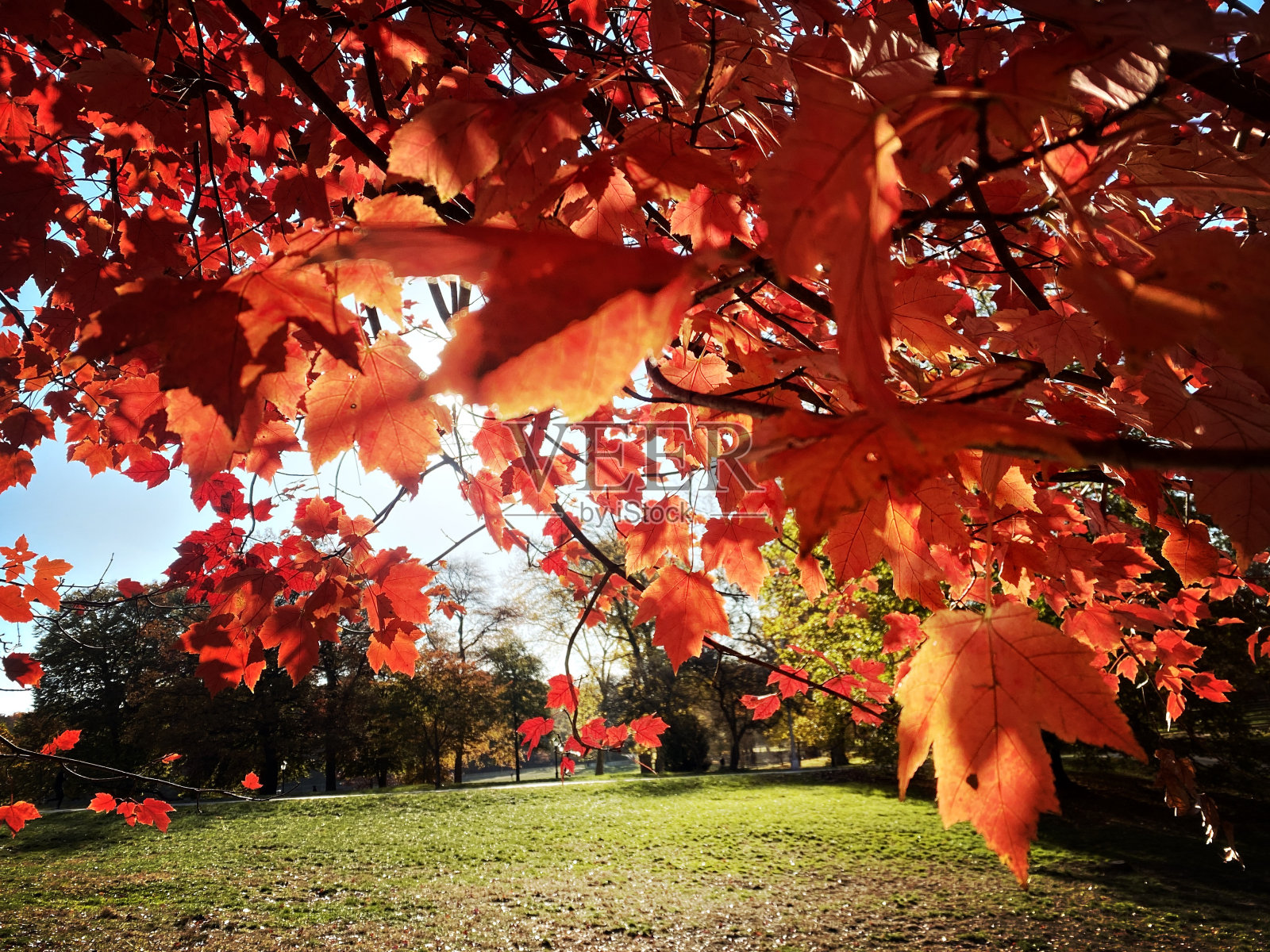 太阳下的红叶照片摄影图片