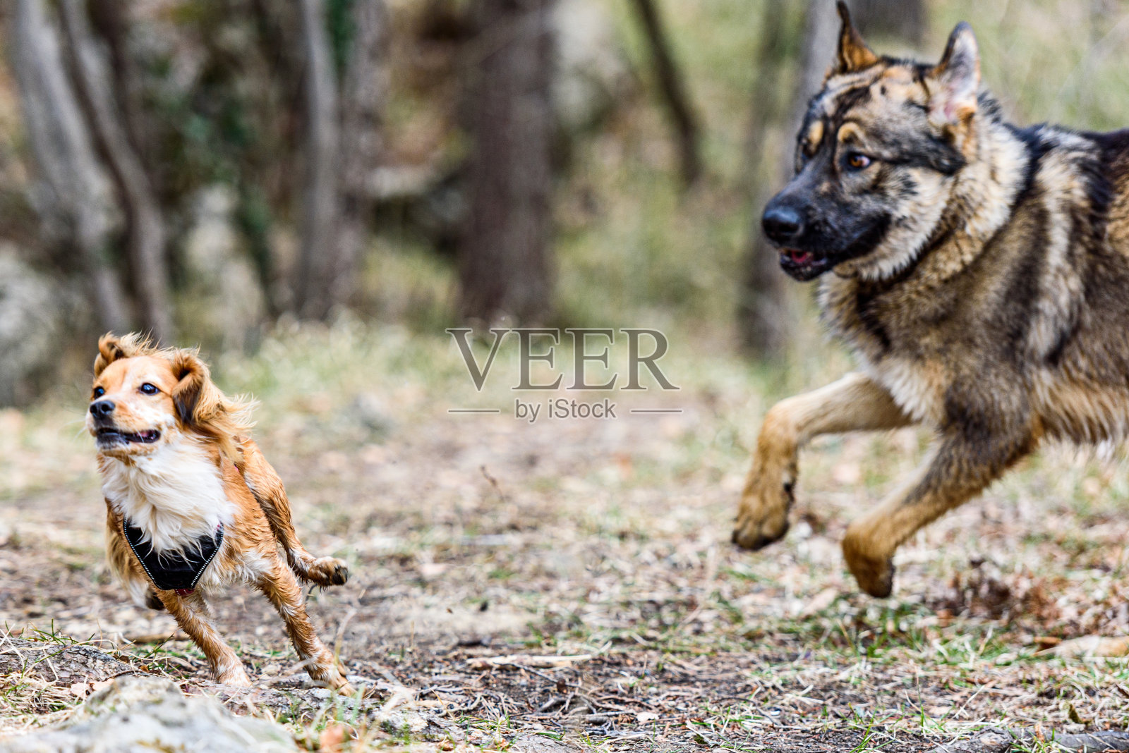 Kooikerhondje狗和德国牧羊犬在寒冷的大自然中享受冬日照片摄影图片