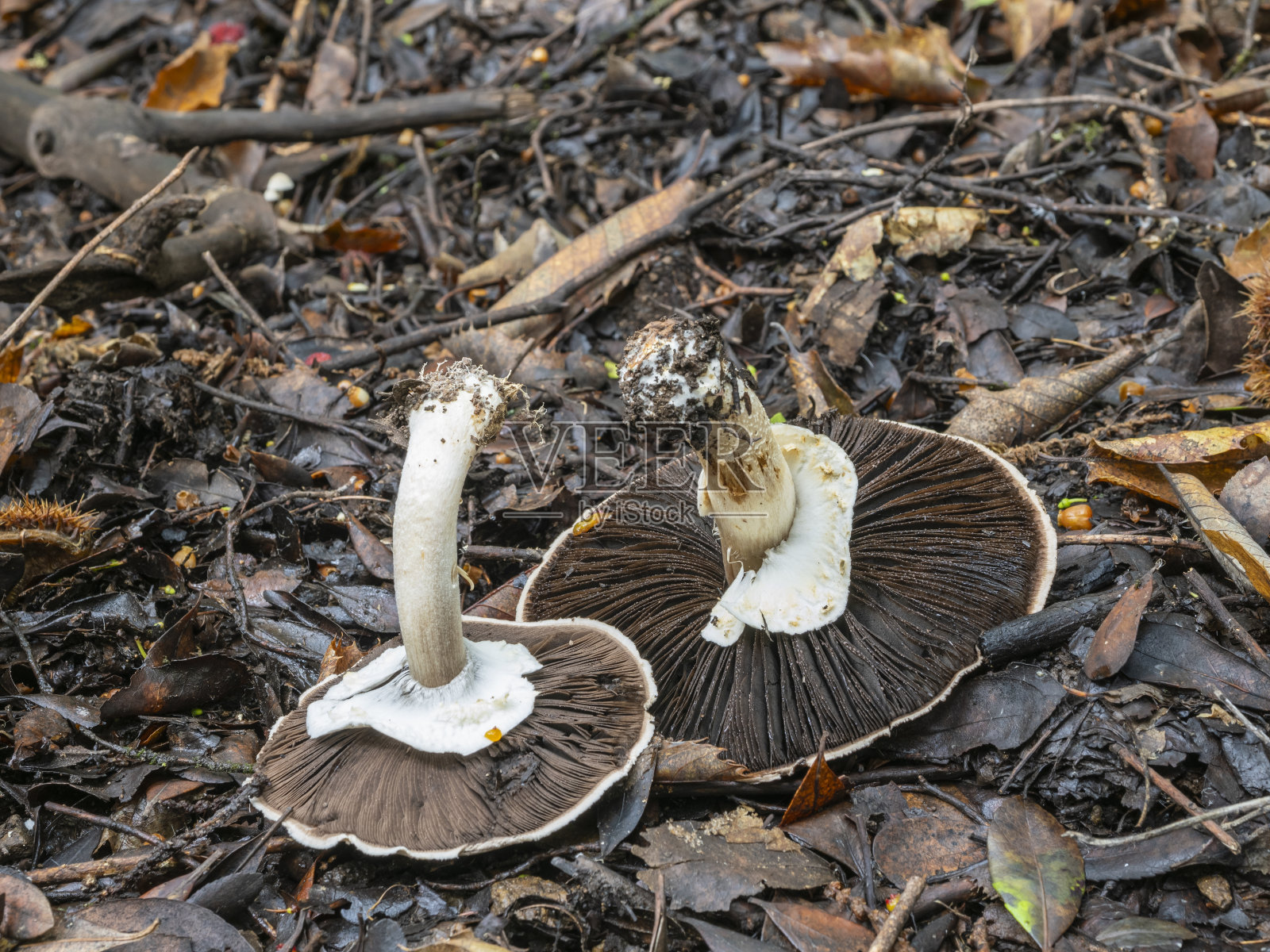森林里的野蘑菇照片摄影图片