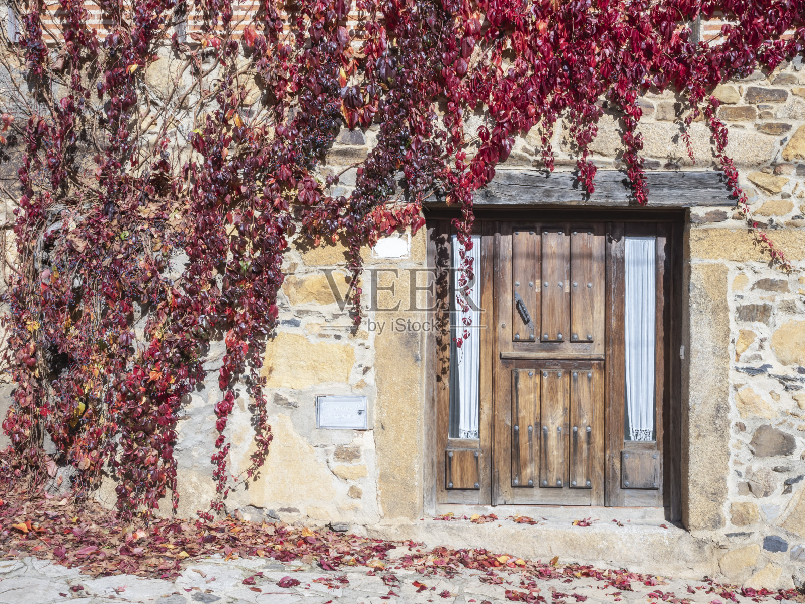 秋天立面上的红色爬山虎照片摄影图片