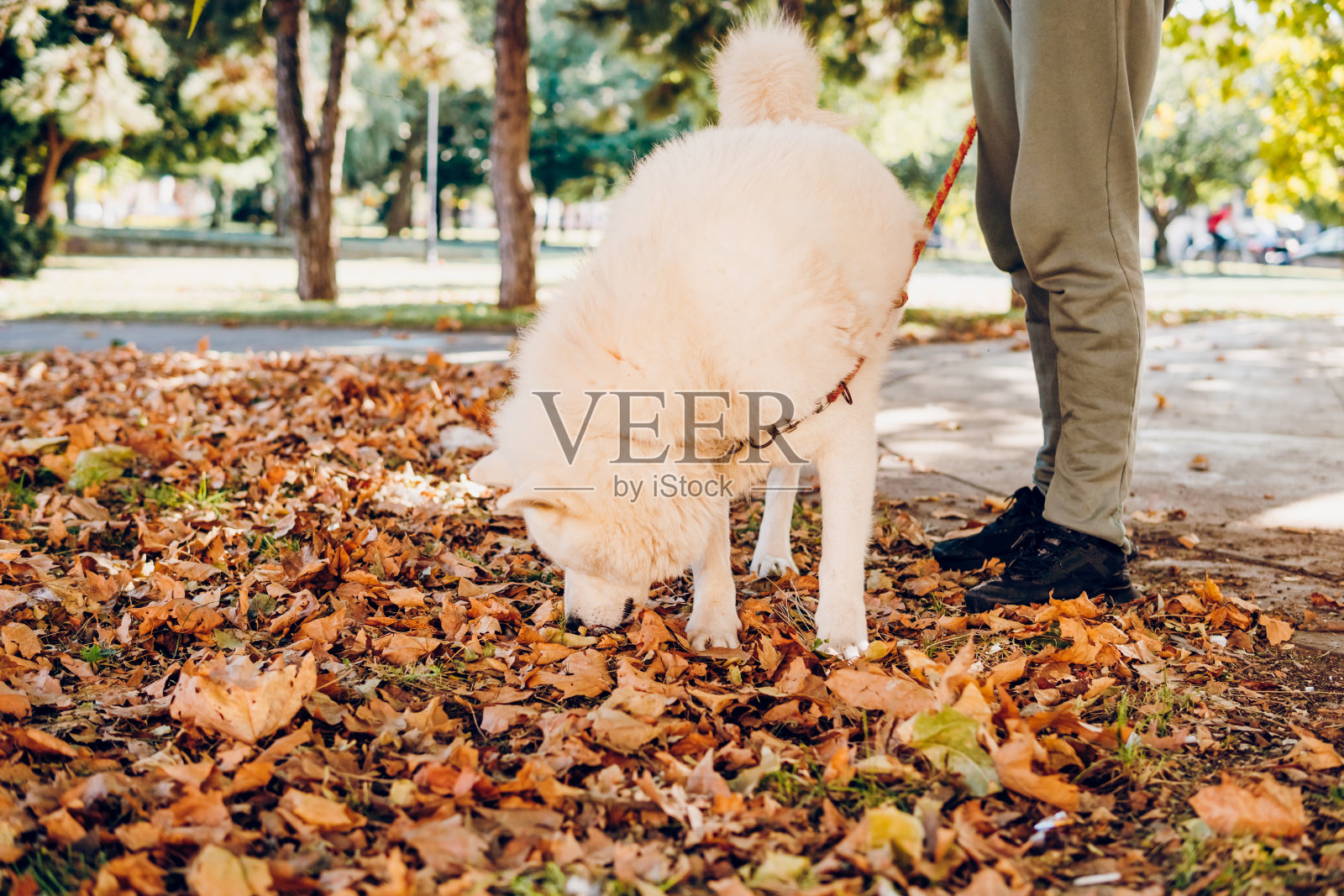 一个年轻人在公园里遛狗照片摄影图片