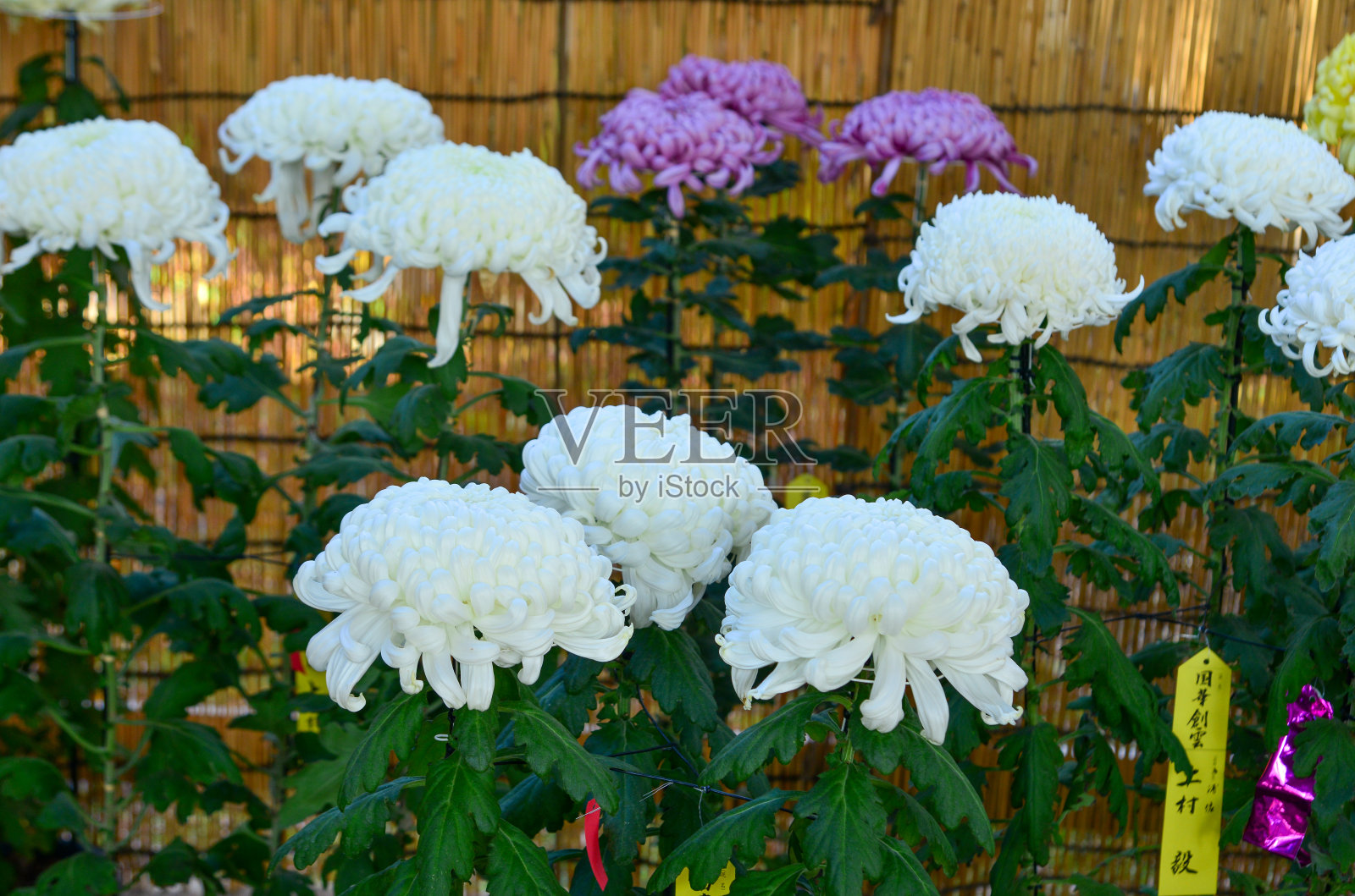 日本秋日的菊花照片摄影图片