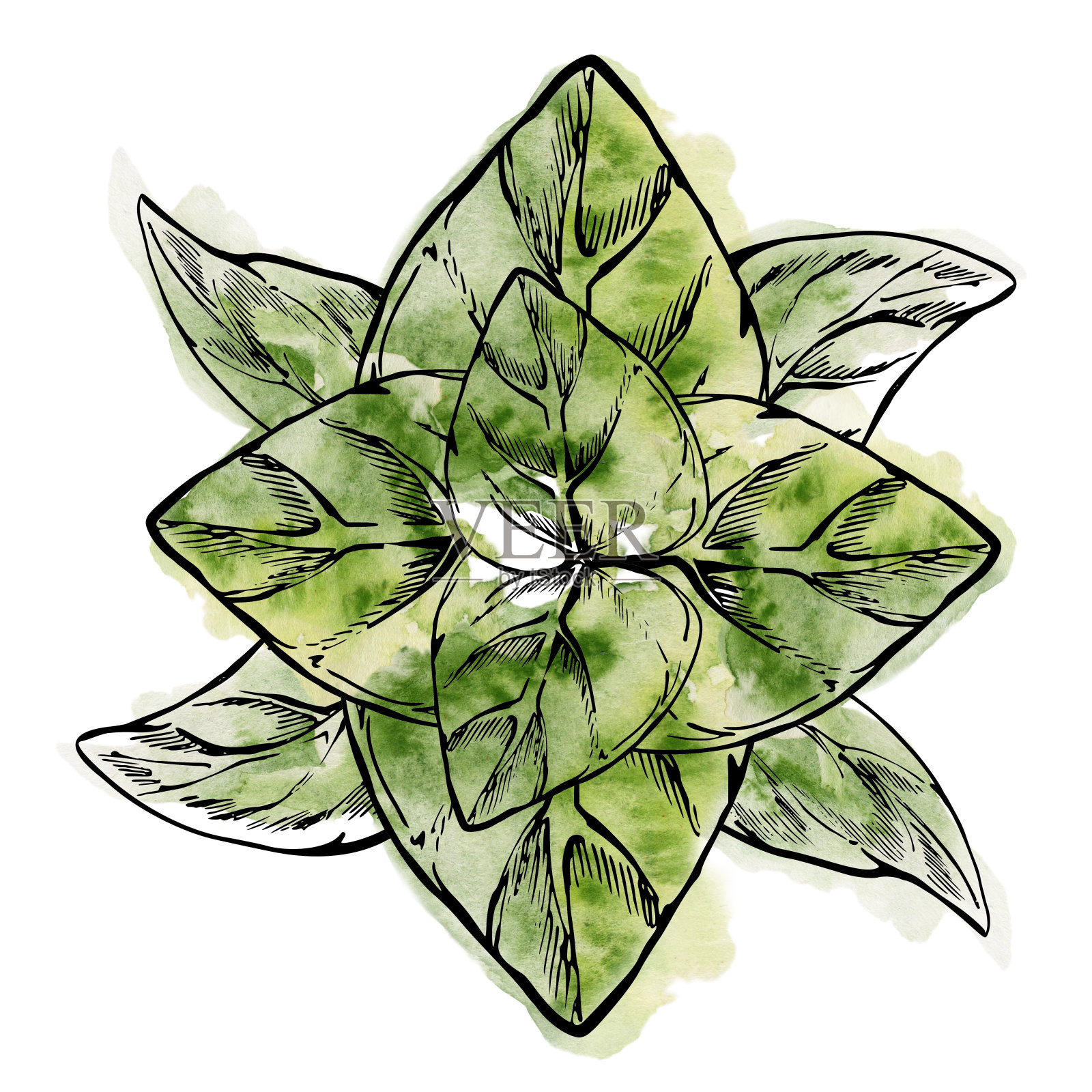 手绘水彩墨水插图。调味香草牛至罗勒叶，生态素食农产品。孤立在白色上的单个物体。设计餐厅菜单，咖啡馆，食品店或包装，传单，印刷。插画图片素材