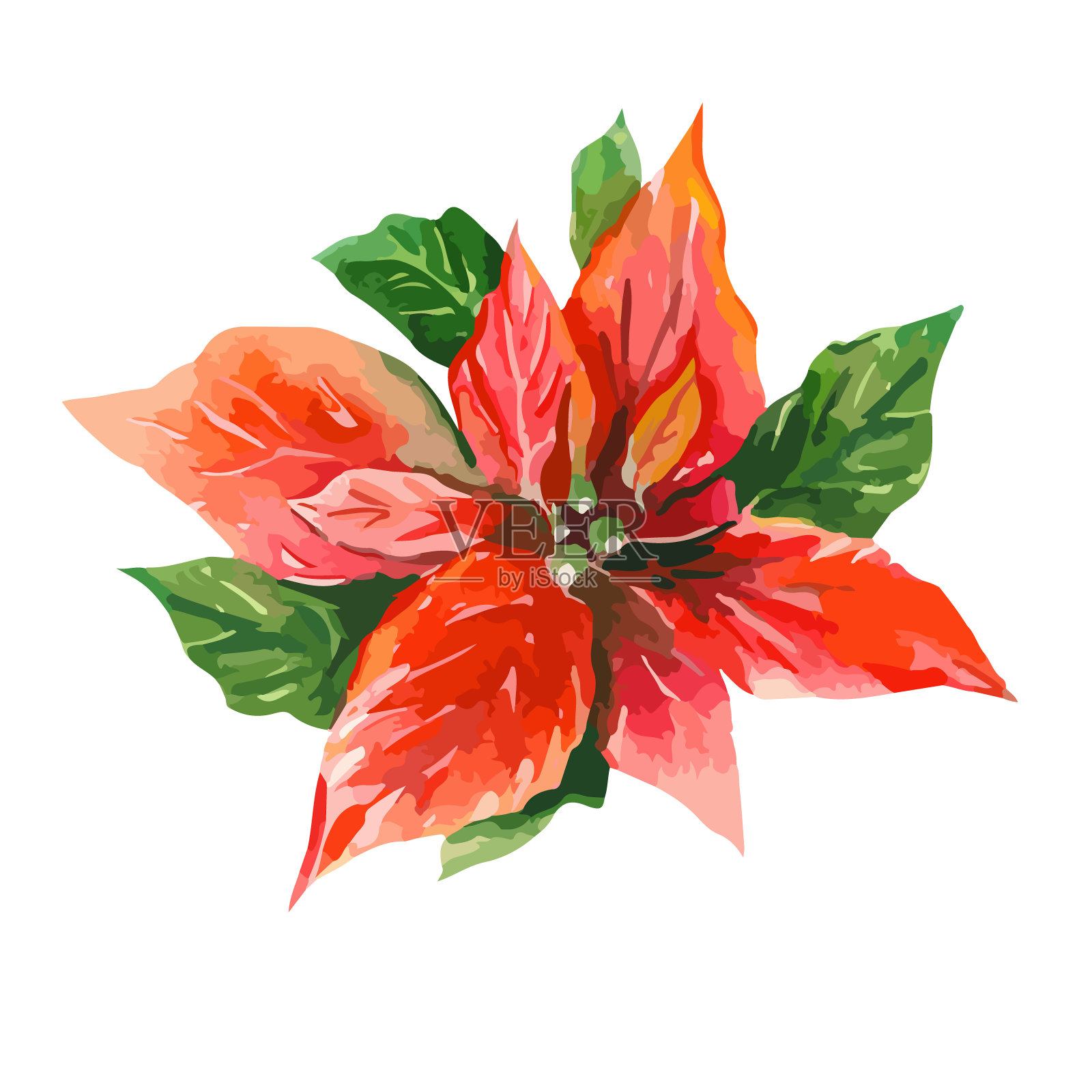 一品红的花插画图片素材