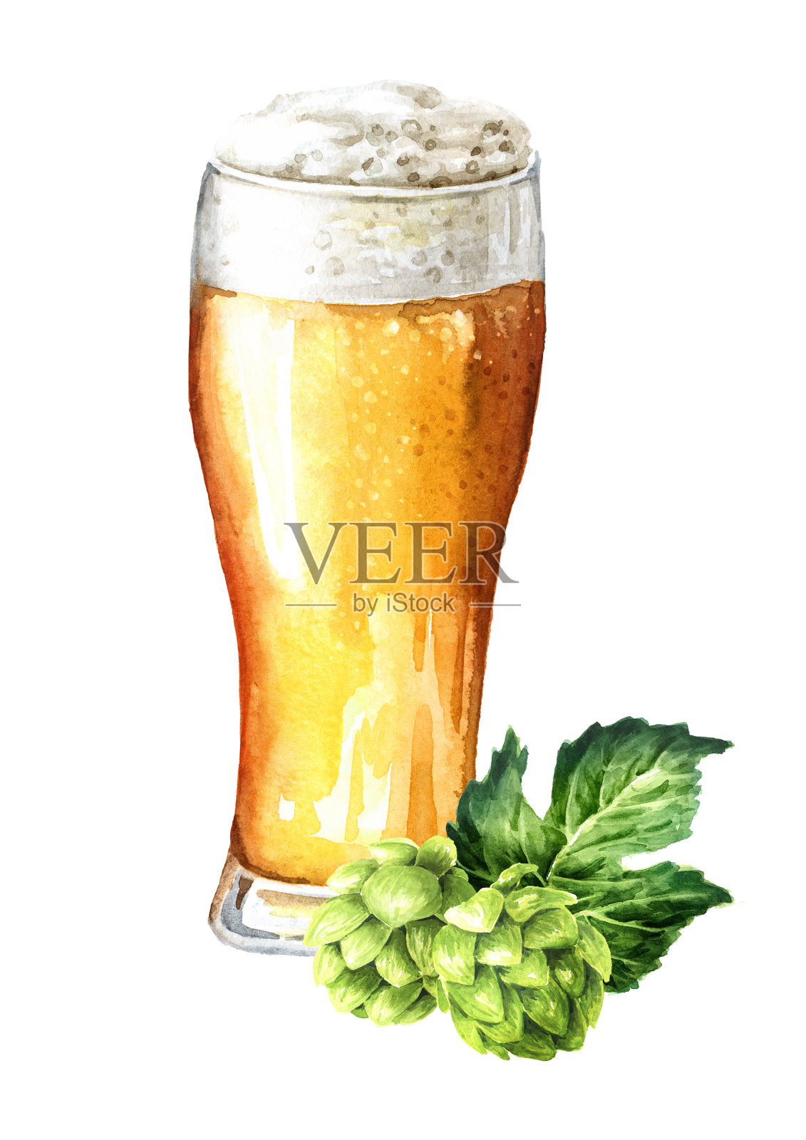 一杯淡啤酒和新鲜的绿色啤酒花。手绘水彩插图孤立的白色背景插画图片素材