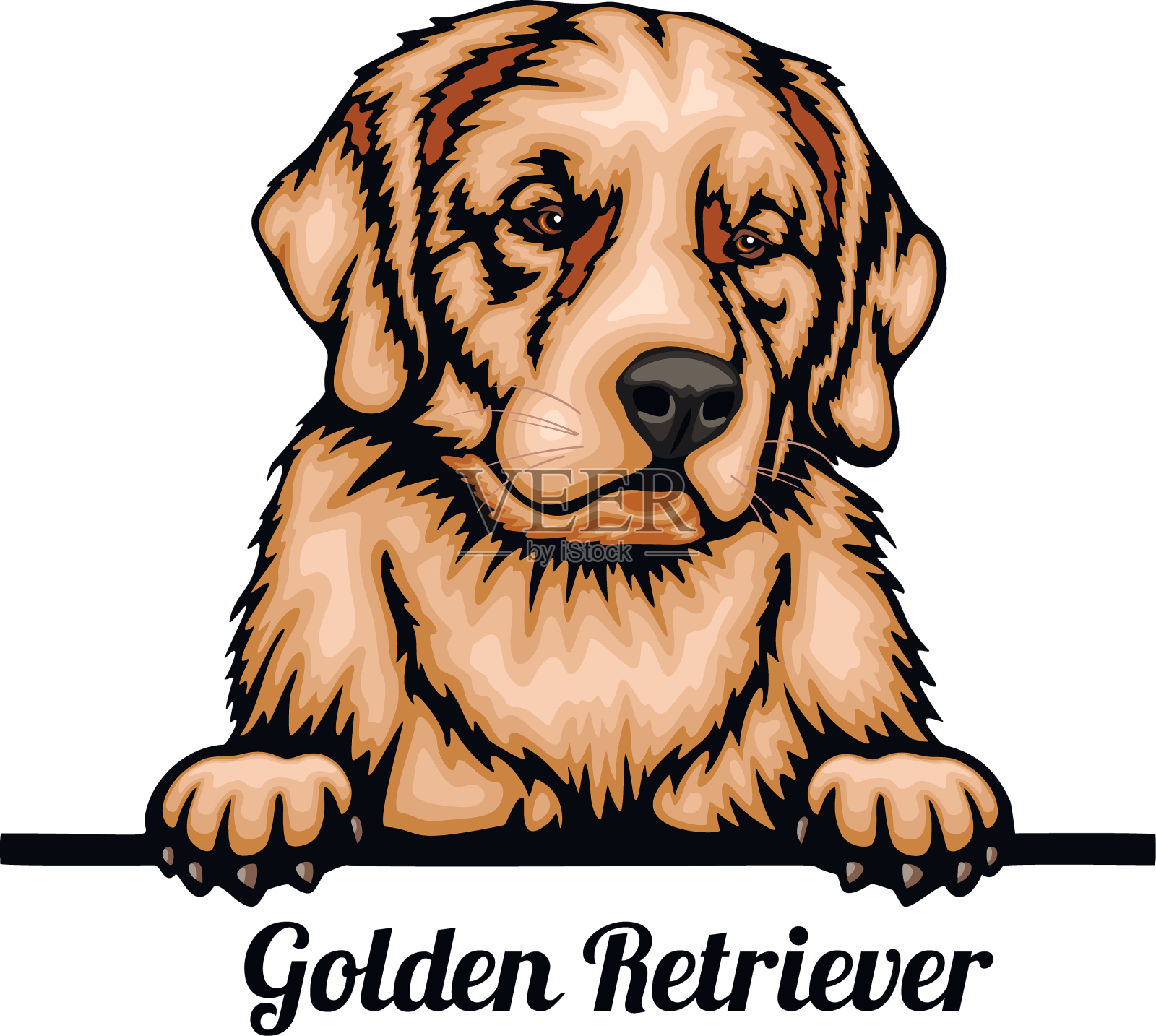 金毛寻回犬-彩色窥视犬-品种脸设计元素图片