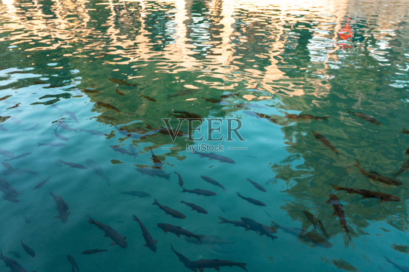 Şanlıurfa的鱼湖里的撒山鱼照片摄影图片