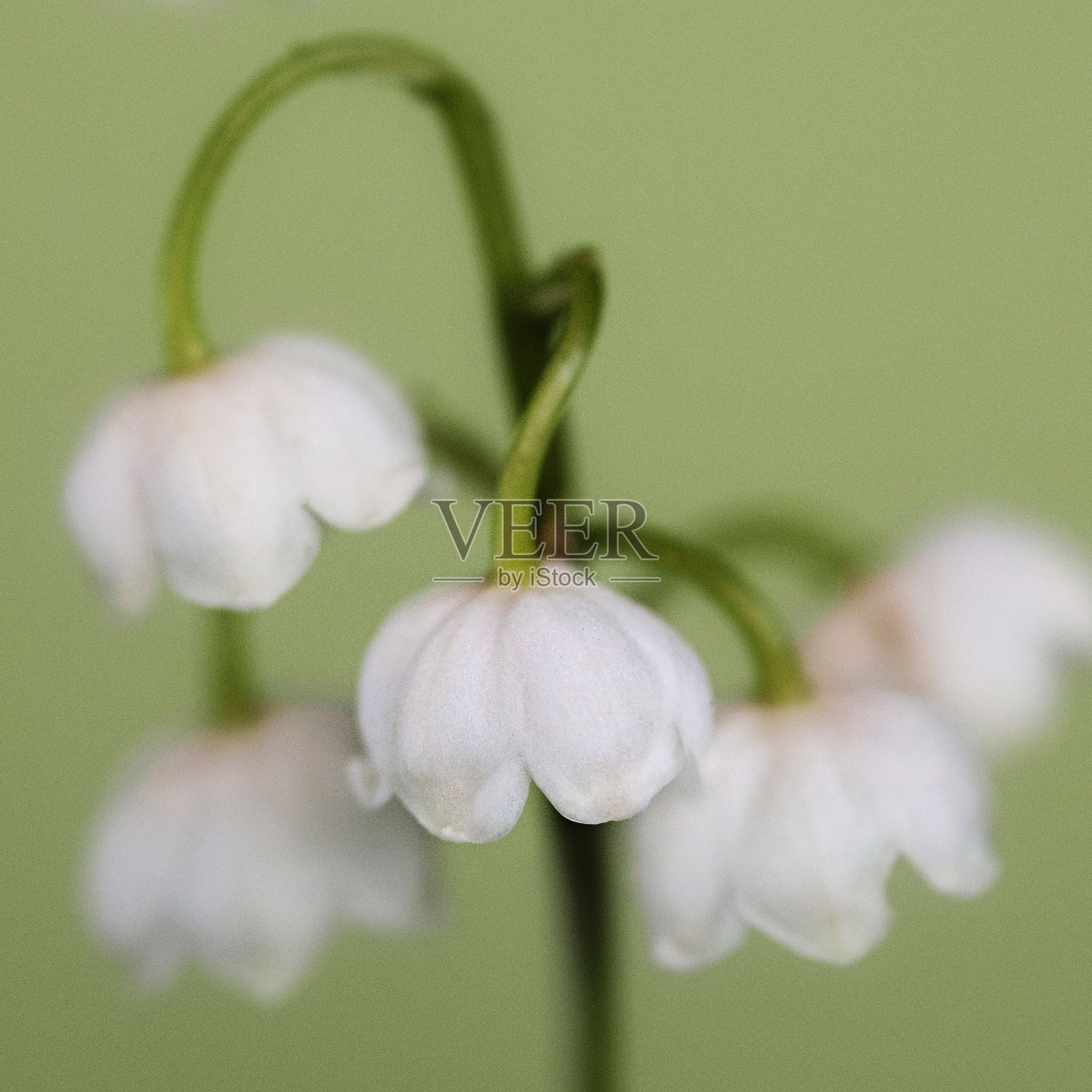 白色百合花的特写，在绿色的背景上，茎上有郁郁葱葱的绿叶照片摄影图片