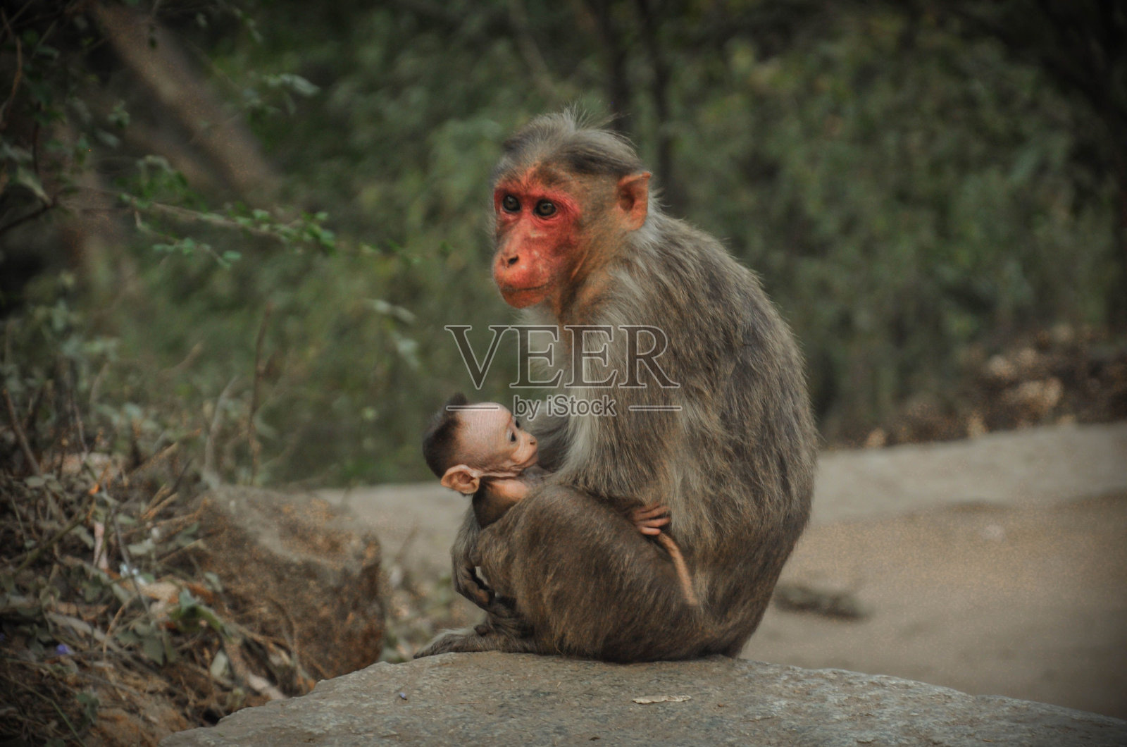 一只母猕猴和一个婴儿的特写镜头照片摄影图片