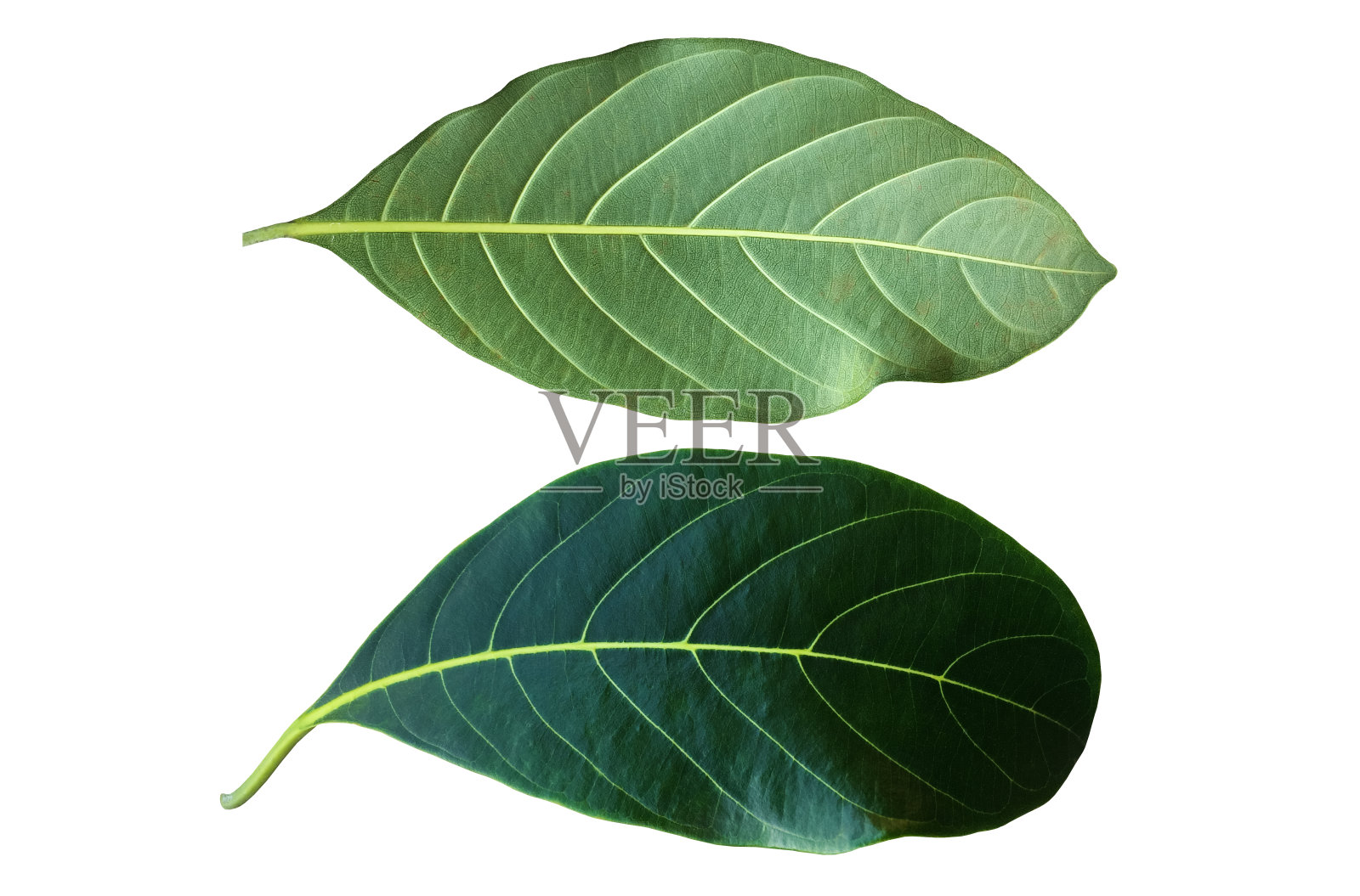 菠萝蜜叶照片摄影图片