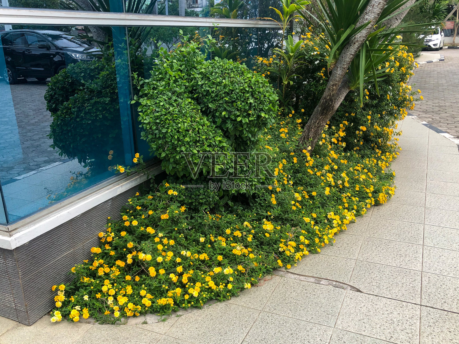 有黄色花朵的大灯笼照片摄影图片