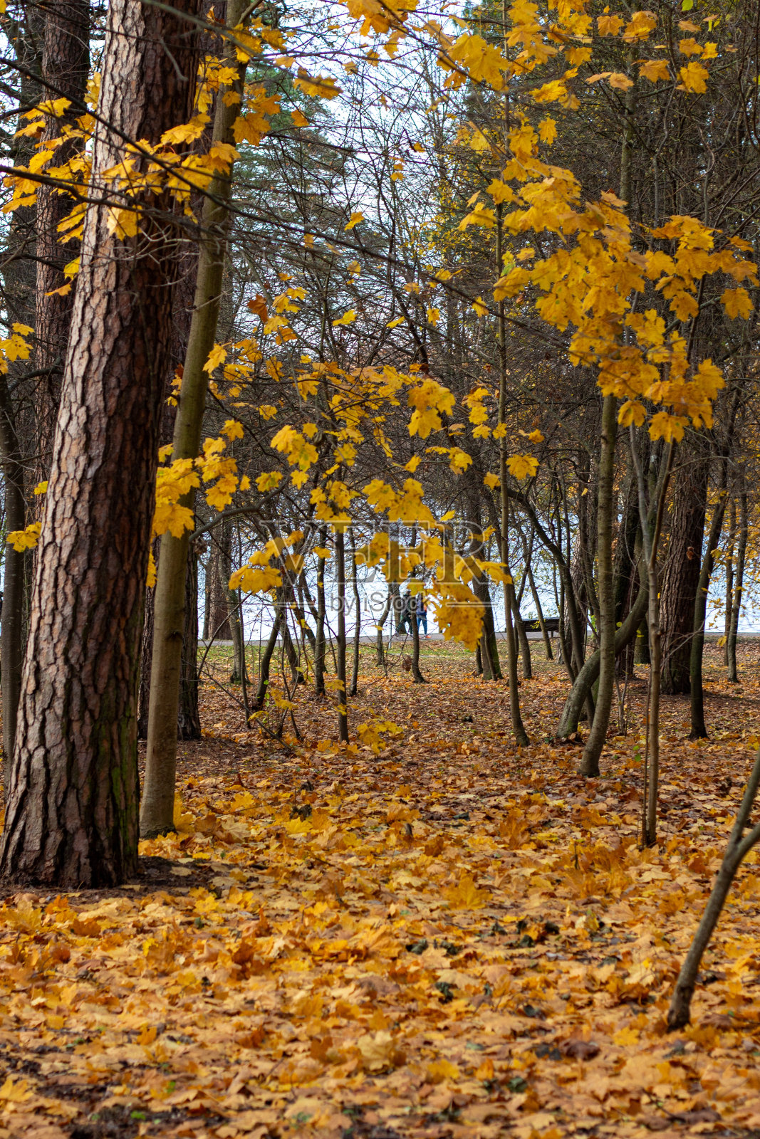 落叶的秋林照片摄影图片