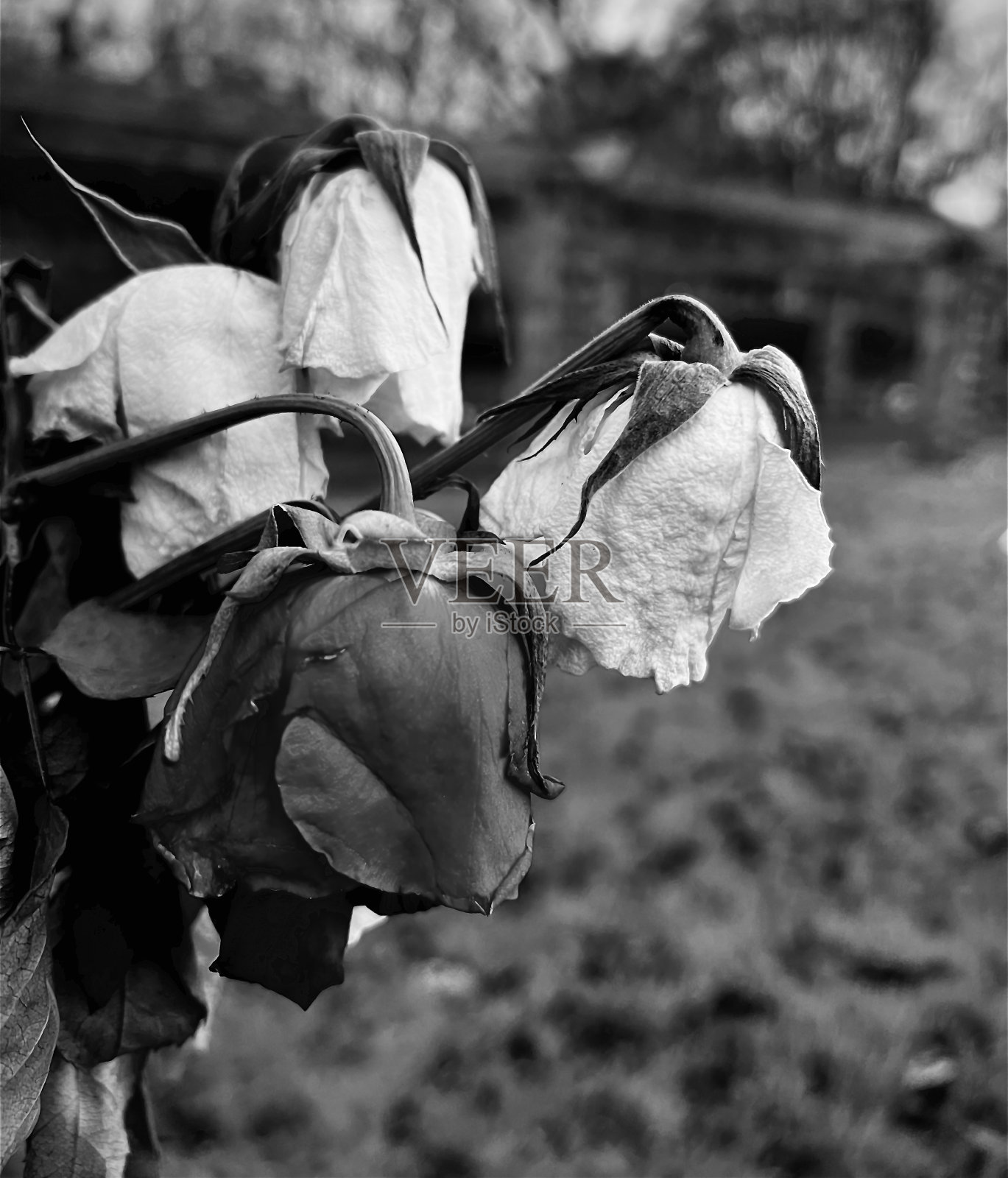 凋谢的玫瑰花特写照片摄影图片