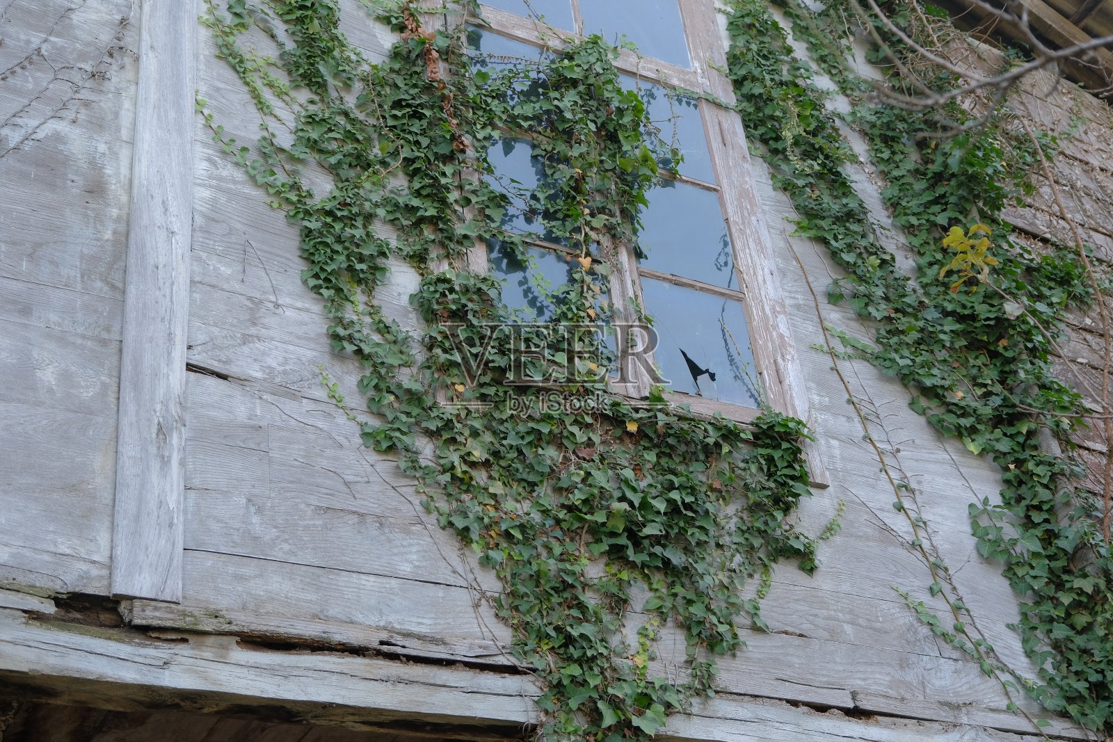 破旧的窗户。长满常春藤的旧木窗。有一扇窗户被石头打碎了照片摄影图片