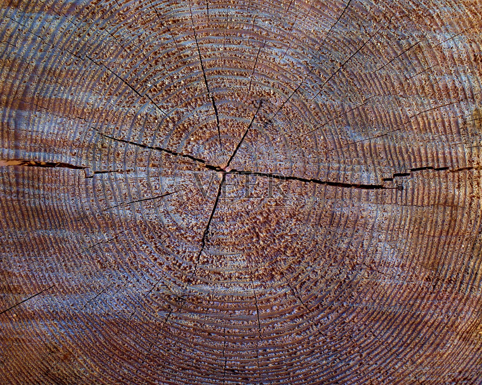 日志的末尾。木制背景。树的年轮纹理与末端颗粒的特写。照片摄影图片