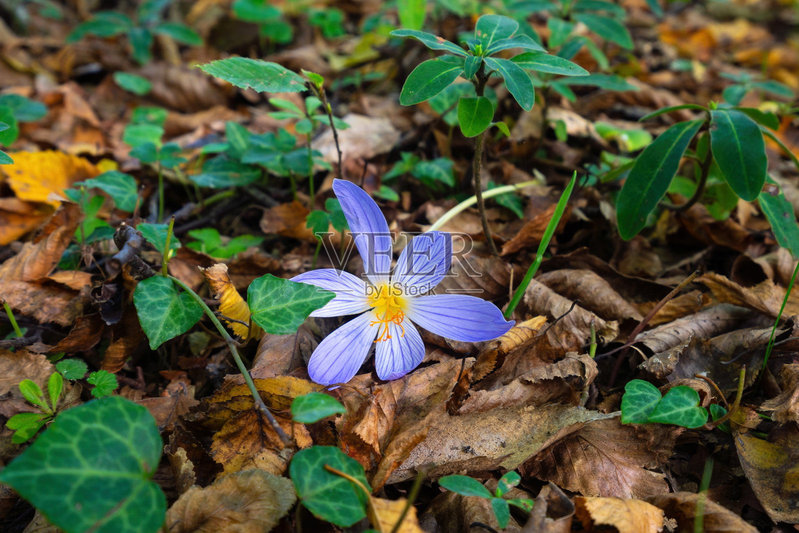 森林里的番红花照片摄影图片