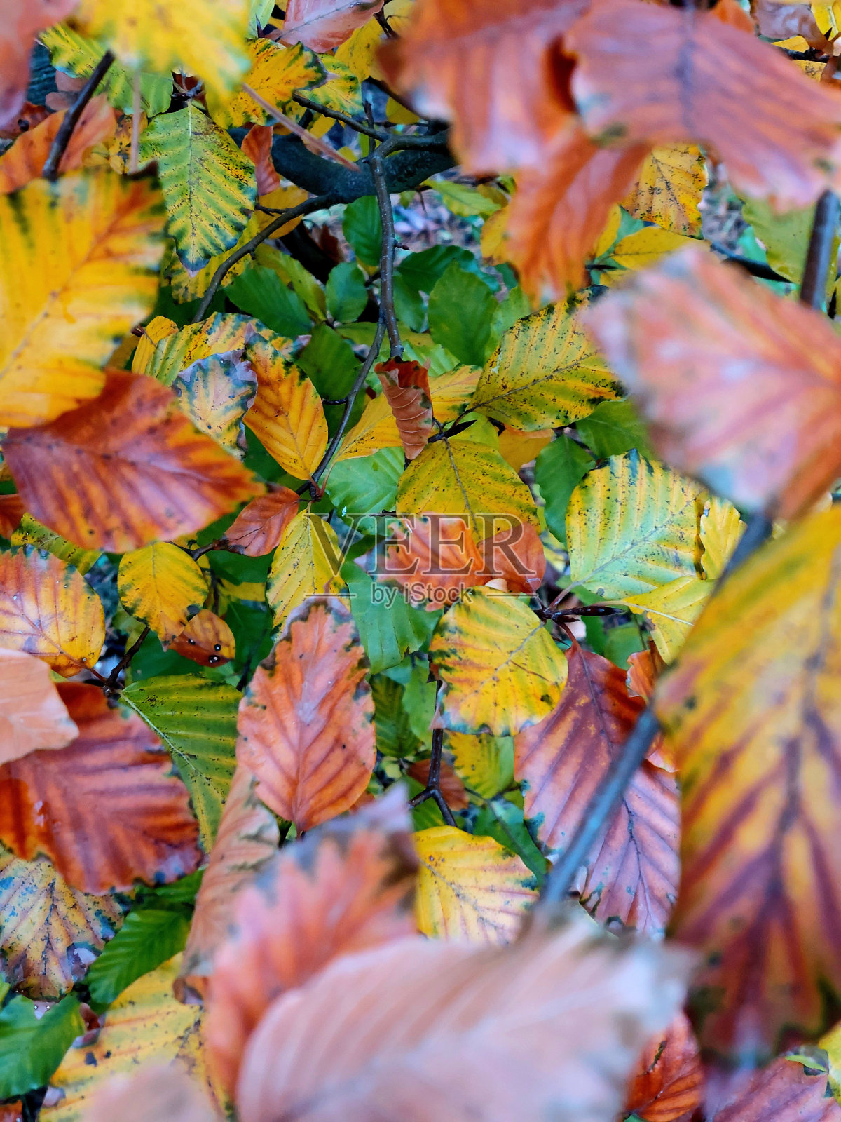 秋天的落叶照片摄影图片