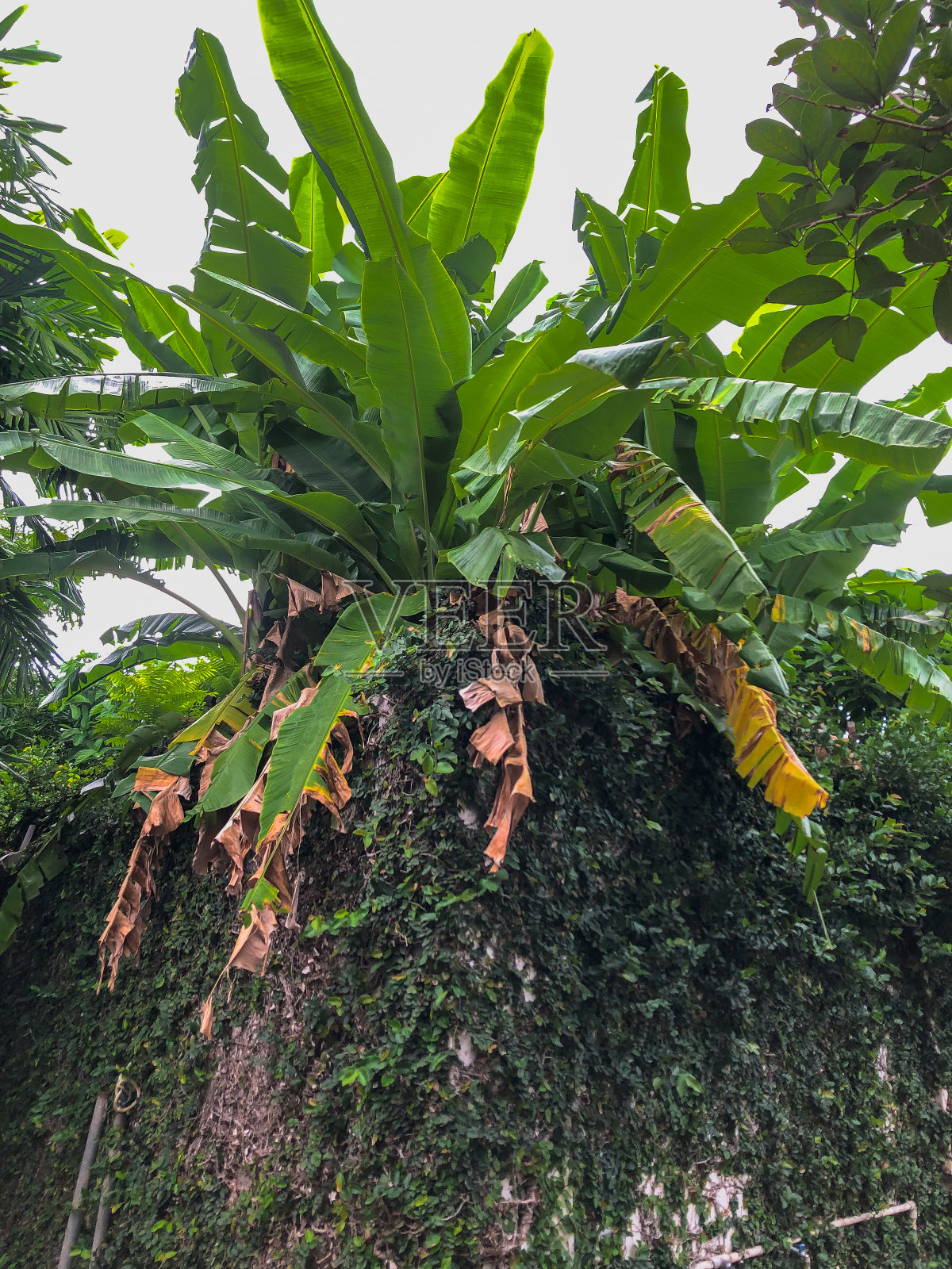 一堆户外植物照片摄影图片
