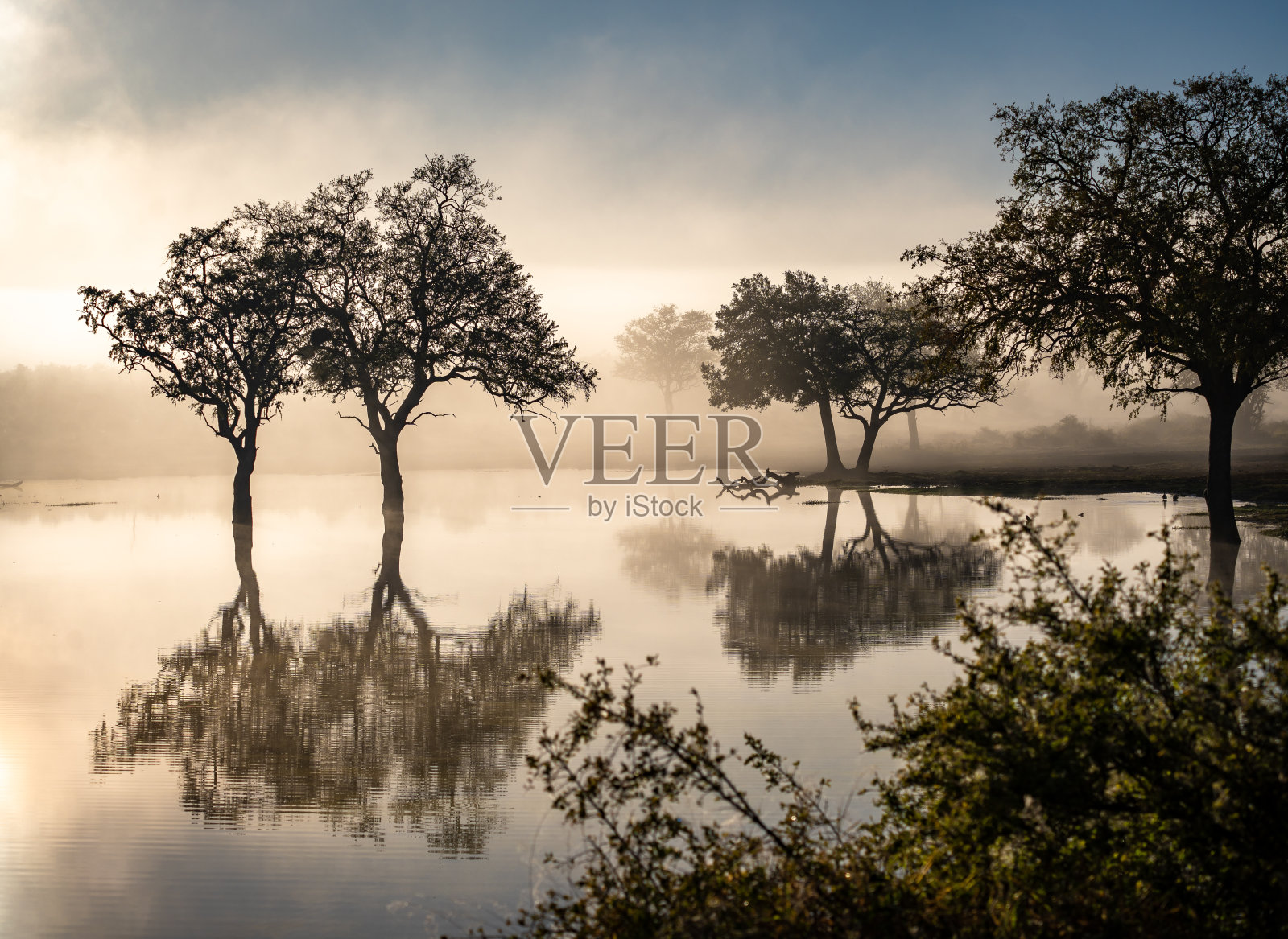 南非克鲁格国家公园晨雾中的萨凡纳池塘照片摄影图片