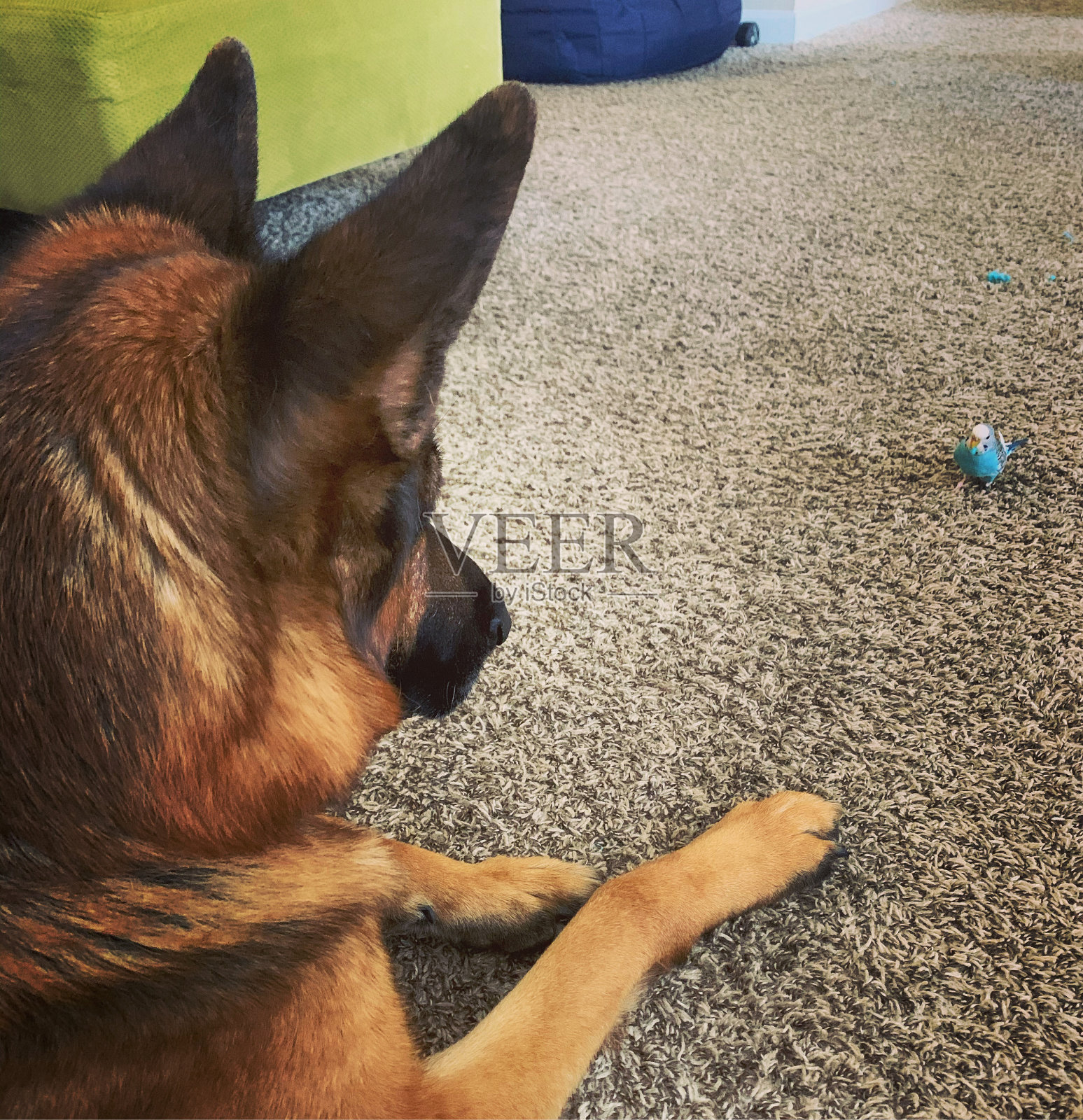 狗和鸟照片摄影图片