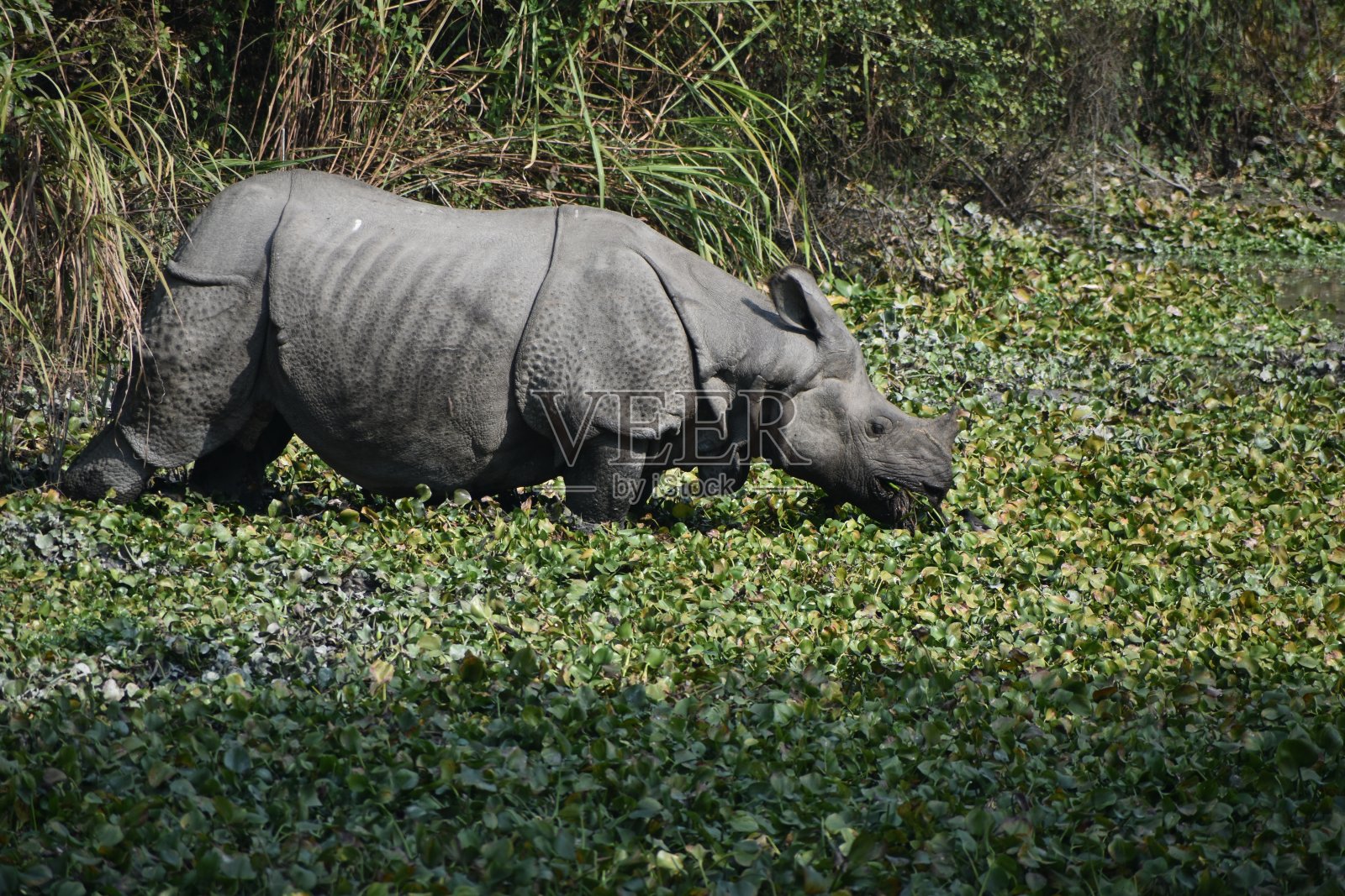 一只独角犀牛在池塘里喝水。照片摄影图片