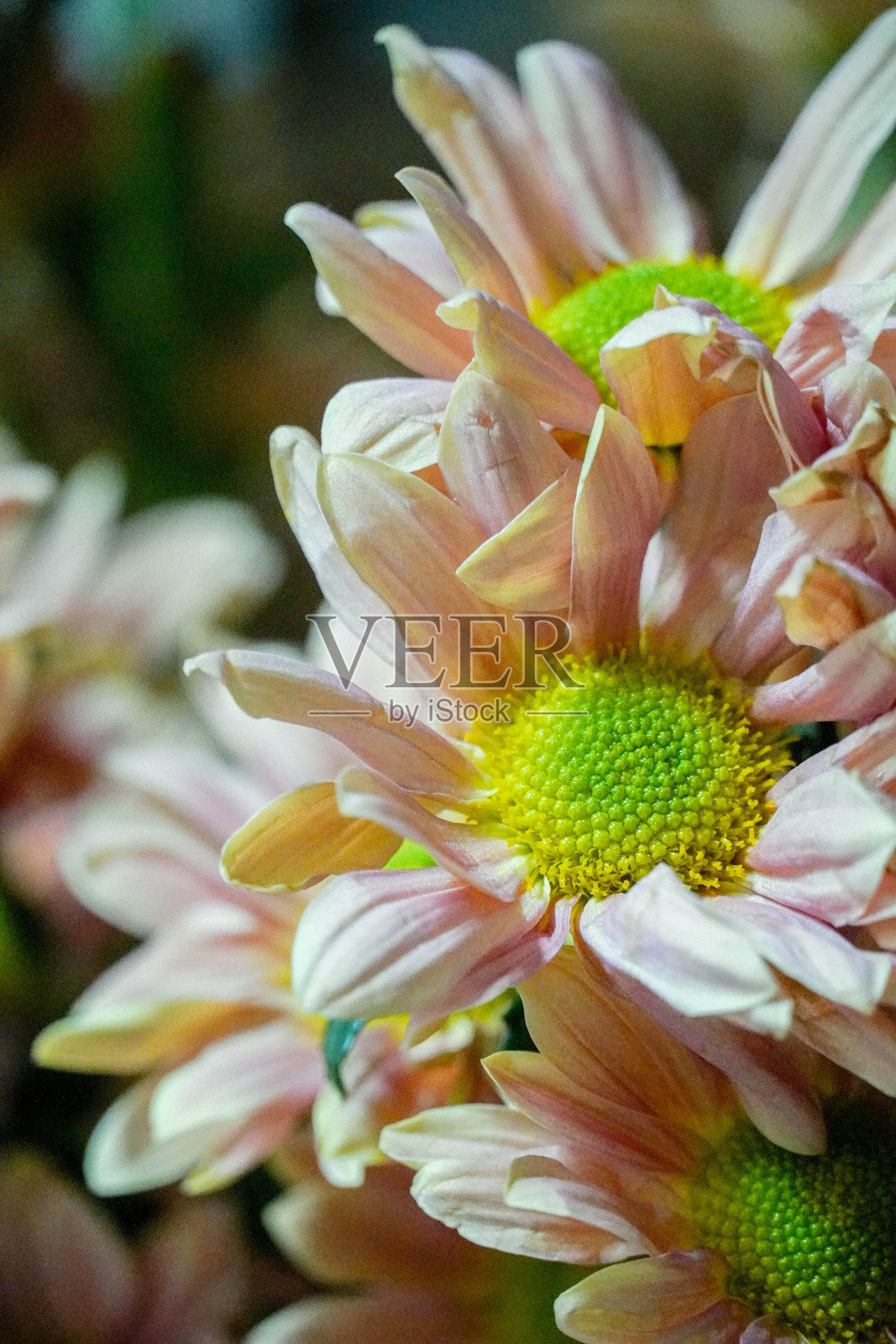 鲑鱼菊花照片摄影图片