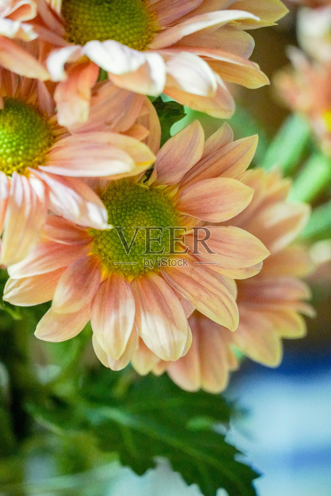 鲑鱼菊花照片摄影图片