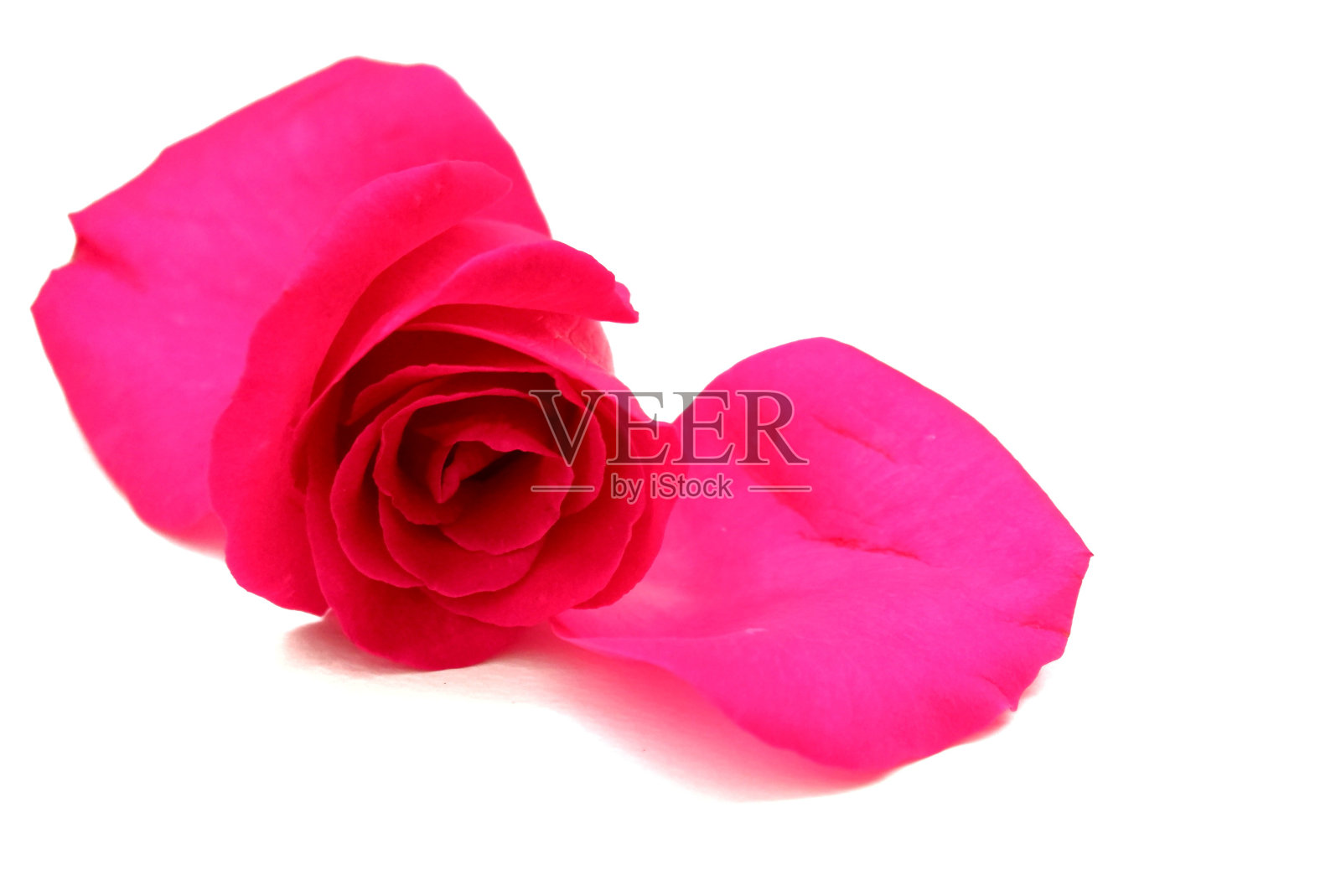 在选择性焦点甜粉红色玫瑰花花冠，白色孤立的背景与复制空间照片摄影图片