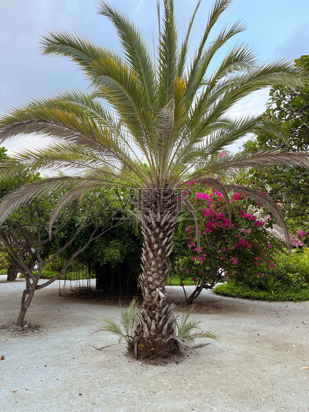 花园里的小枣椰树照片摄影图片