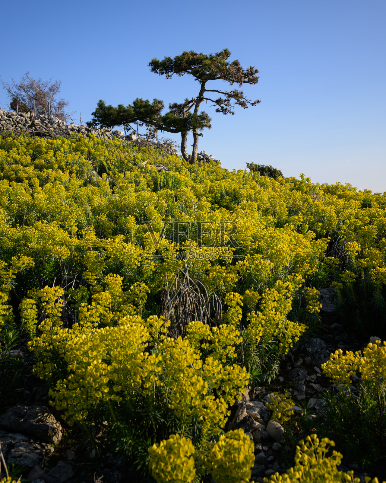 法国的松树和地中海蔓生植物照片摄影图片